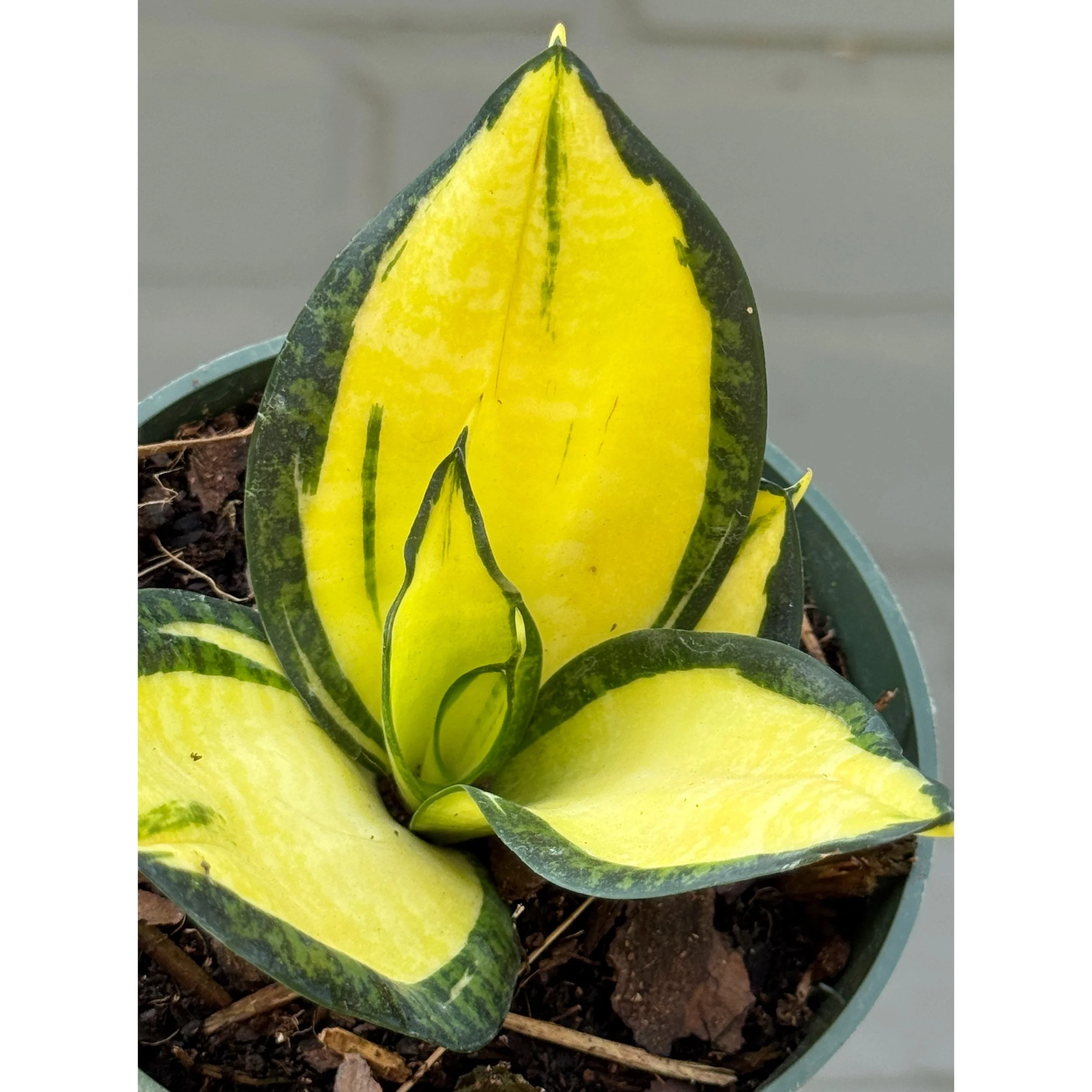 Sansevieria 'Citrine Star'