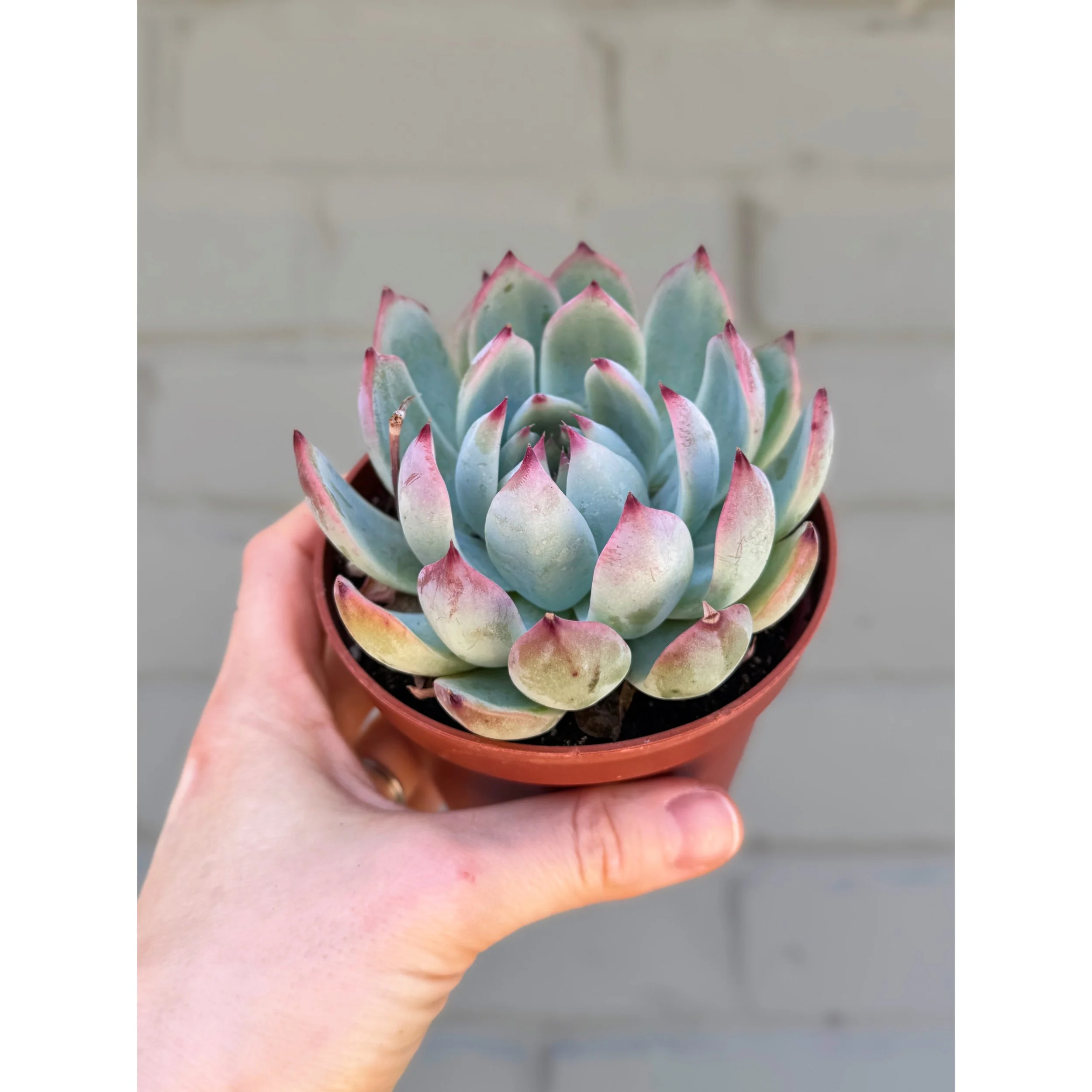 Echeveria 'Colorata'