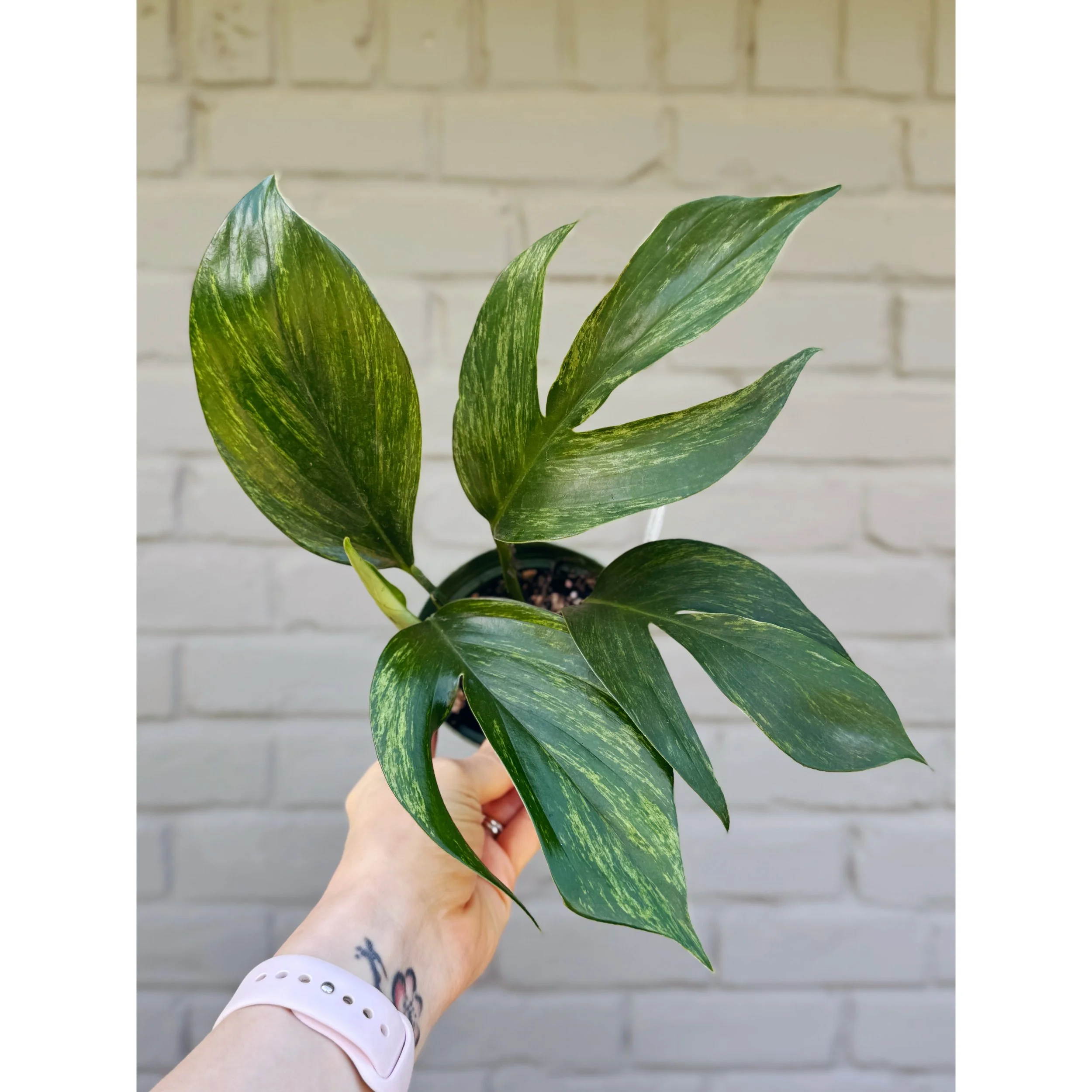 Rhaphidophora Decursiva Variegated 'Khaleesi'