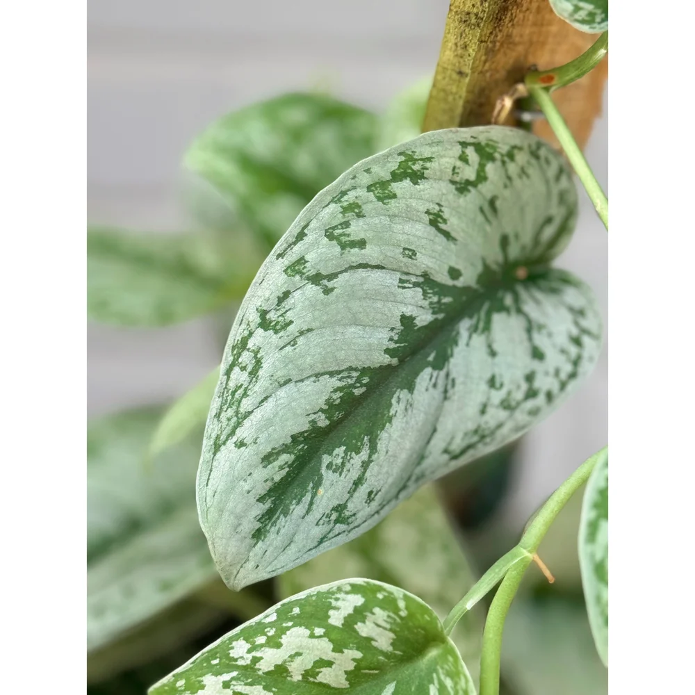 Scindapsus Pictus 'Exotica' (Satin Pothos) 6" Totem  Stayin' Alive  Succulents