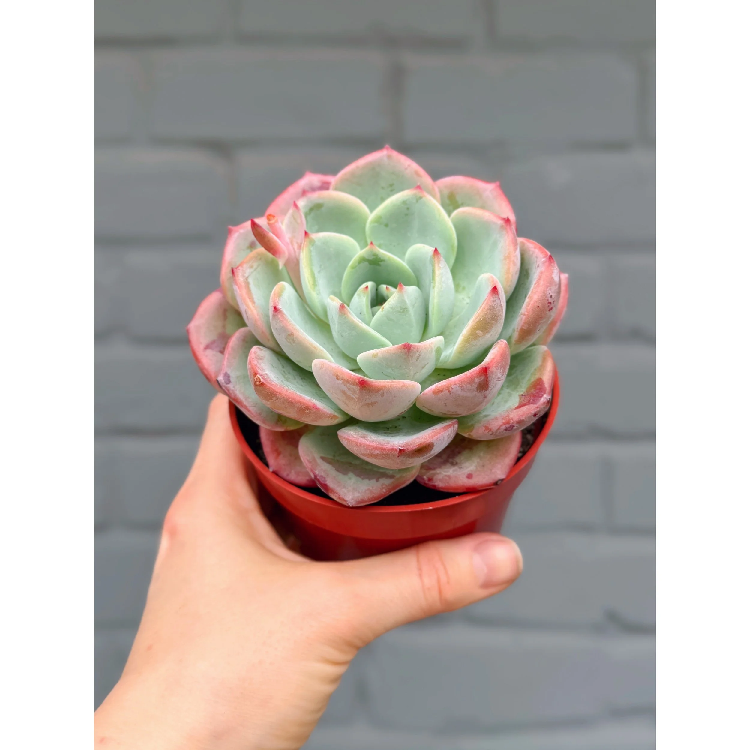 Echeveria 'Salmon'