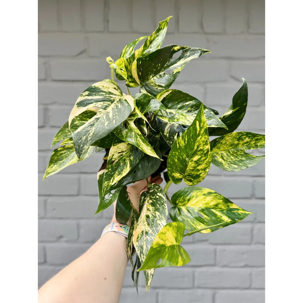 spider plant picture Spider Plant, Spider Ivy, Ribbon Plant in Hanging Basket main image 1
