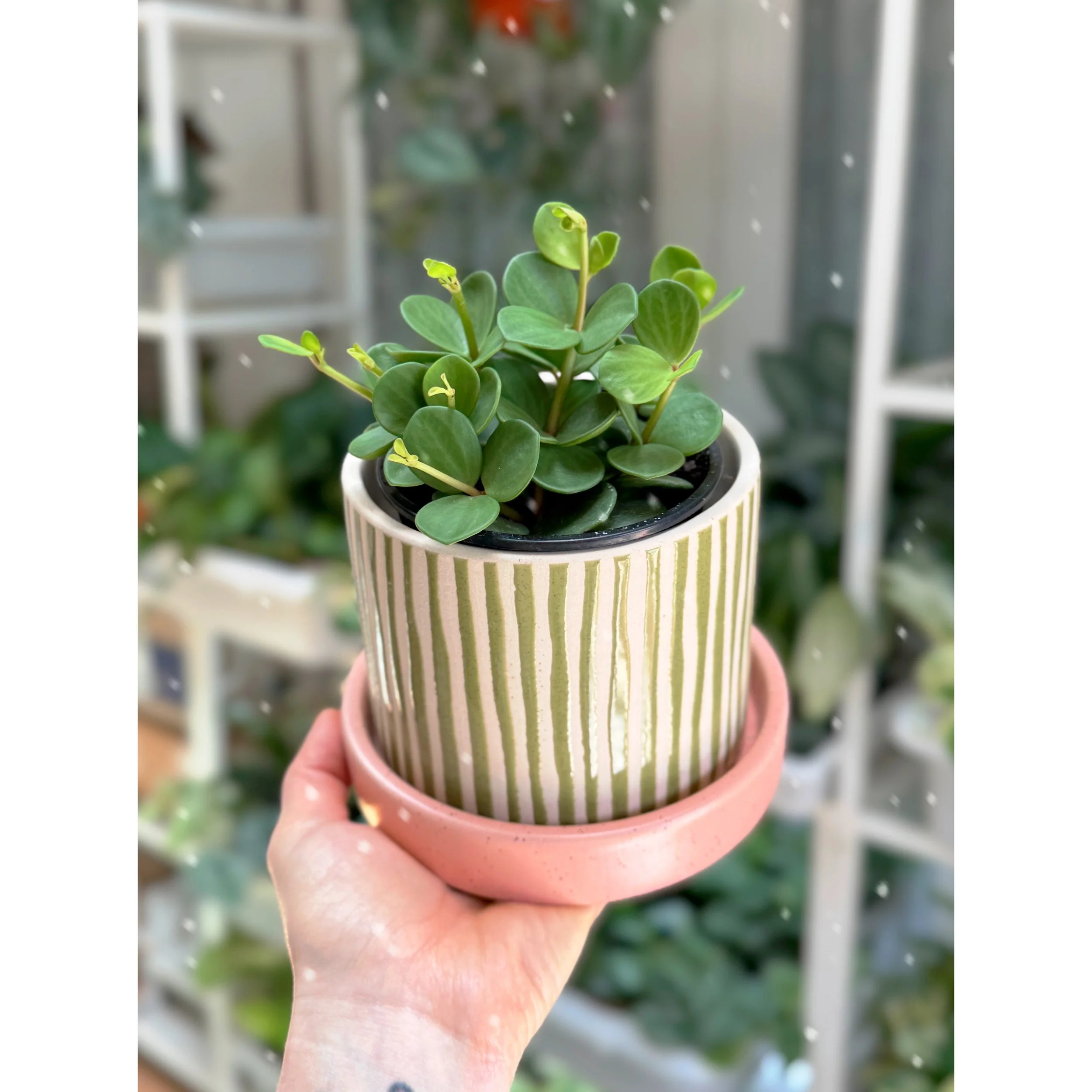 Peperomia Tetraphylla 'Hope' in Watermelon Stripe Pot