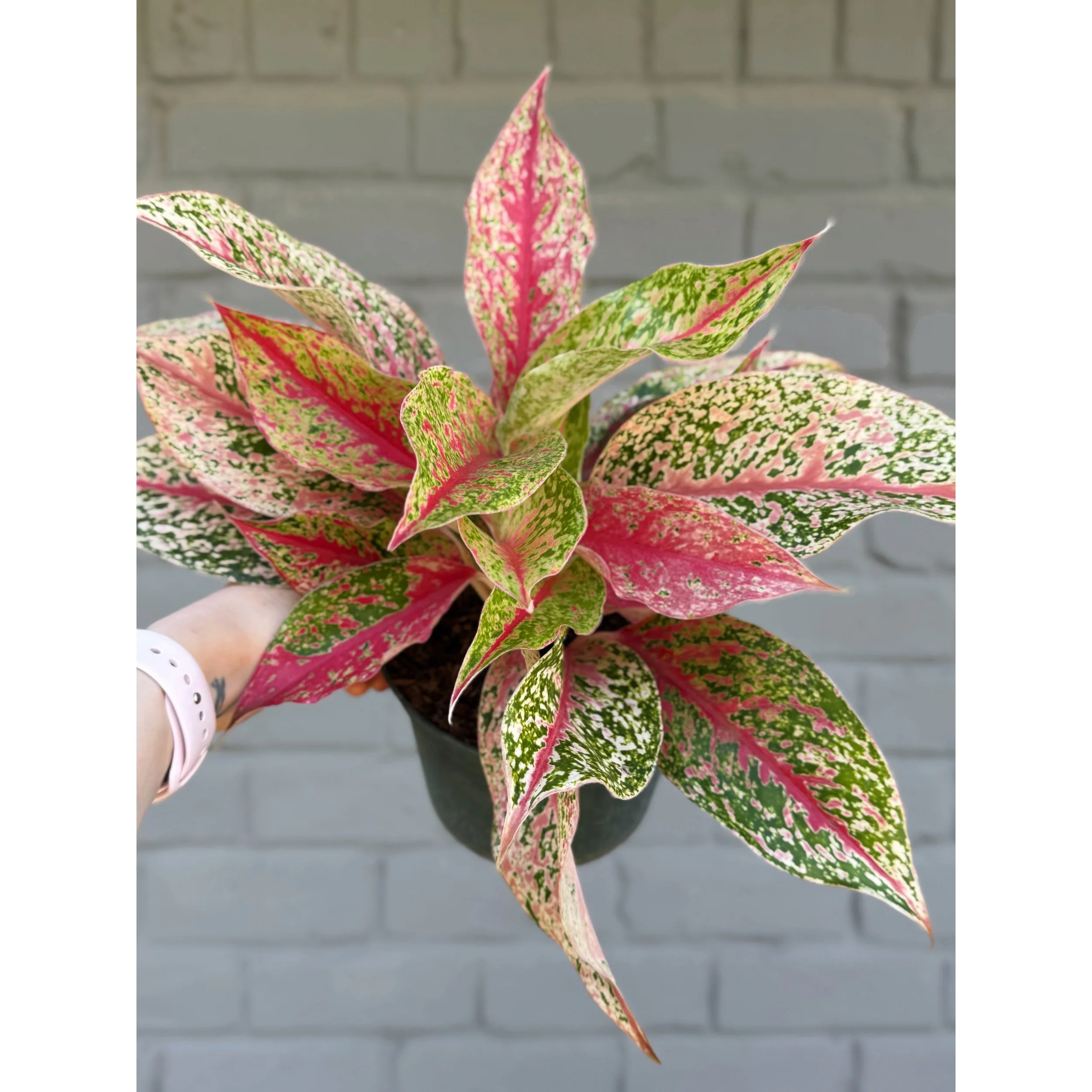 Aglaonema Hybrid 'Shining Star'