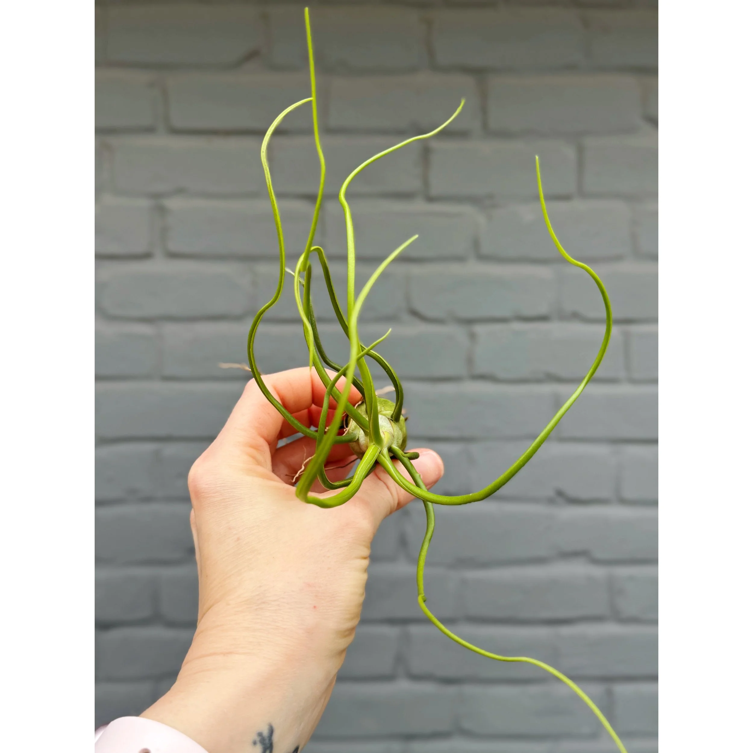 Tillandsia Bulbosa Guatemala