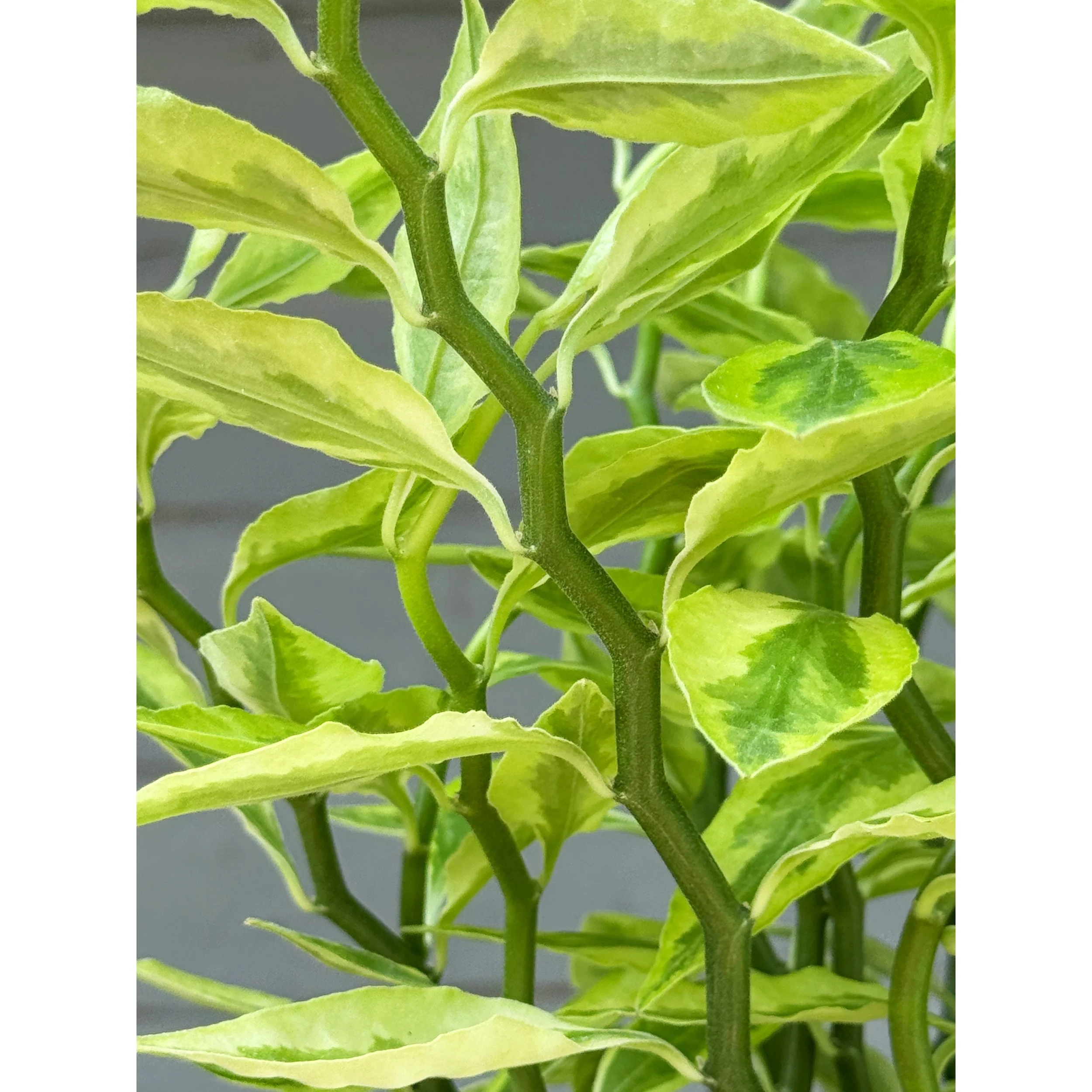 Euphorbia Tithymaloides 'Variegated Devil's Backbone'
