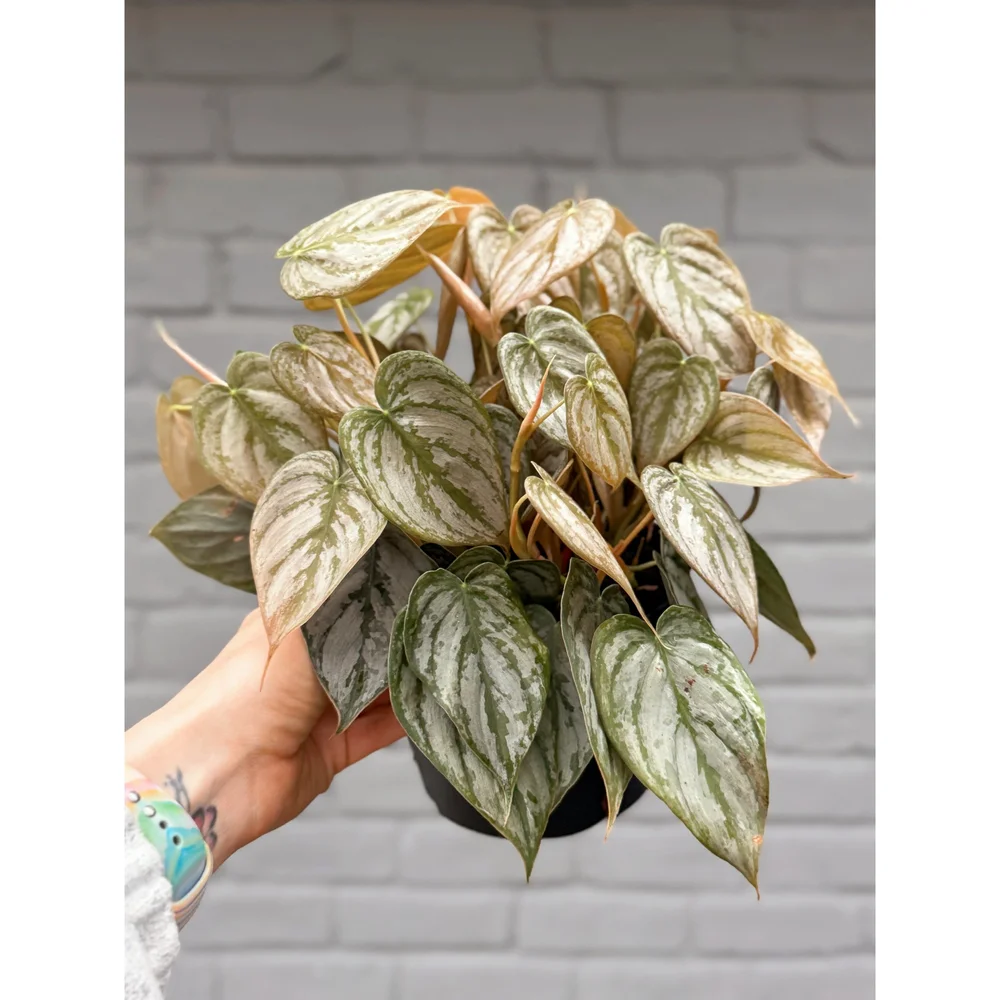 Philodendron Brandtianum Brandi 6"  Stayin' Alive Succulents