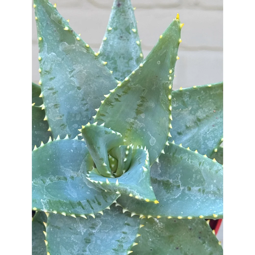 Aloe Hybrid 'Brevifolia' — Stayin' Alive Succulents