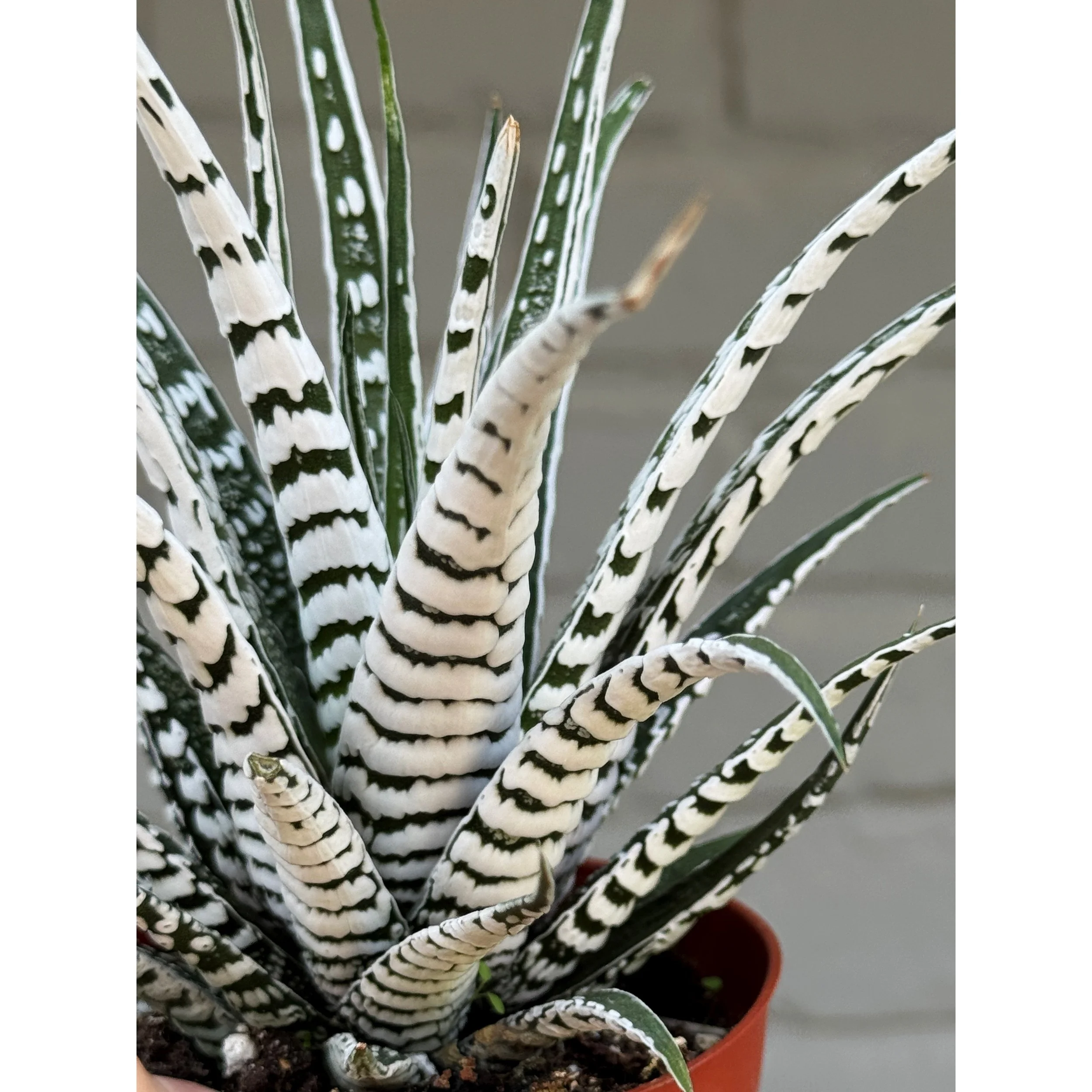 Haworthia Attenuata ‘Zebra’ Extra White