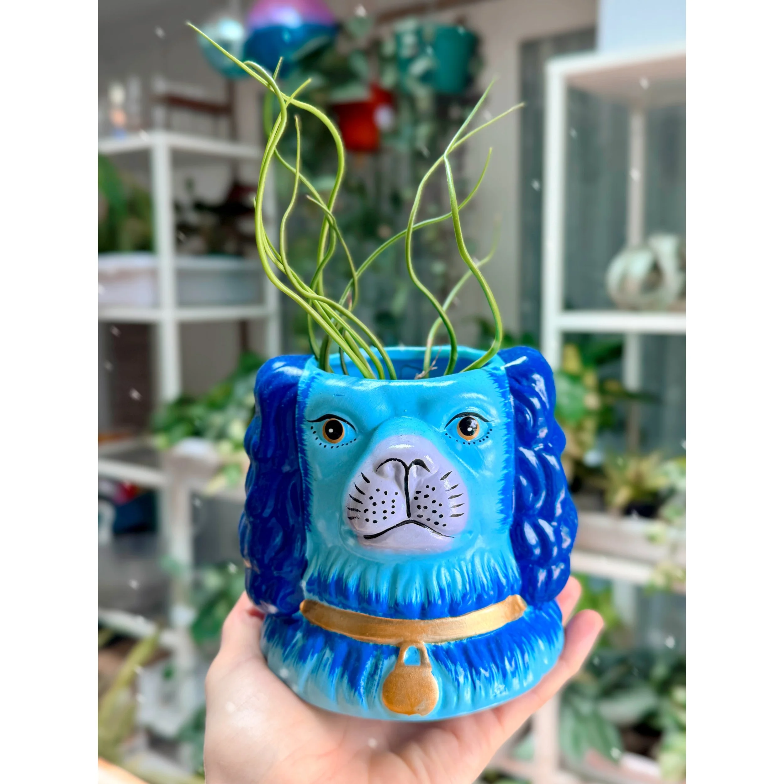 Tillandsia Bulbosa Guatemala in Blue Staffordshire Dog Vase