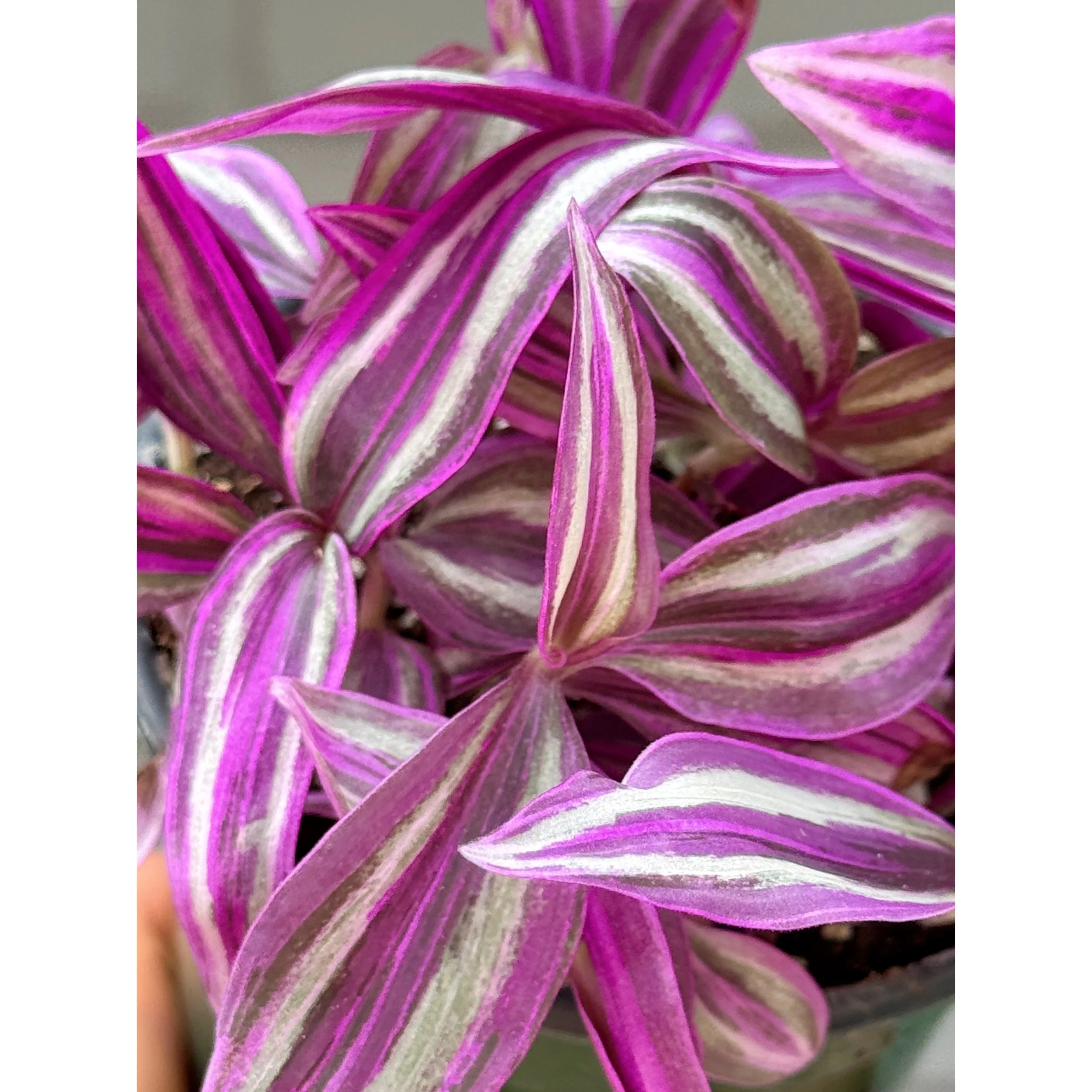 Tradescantia 'Pink Paradise'