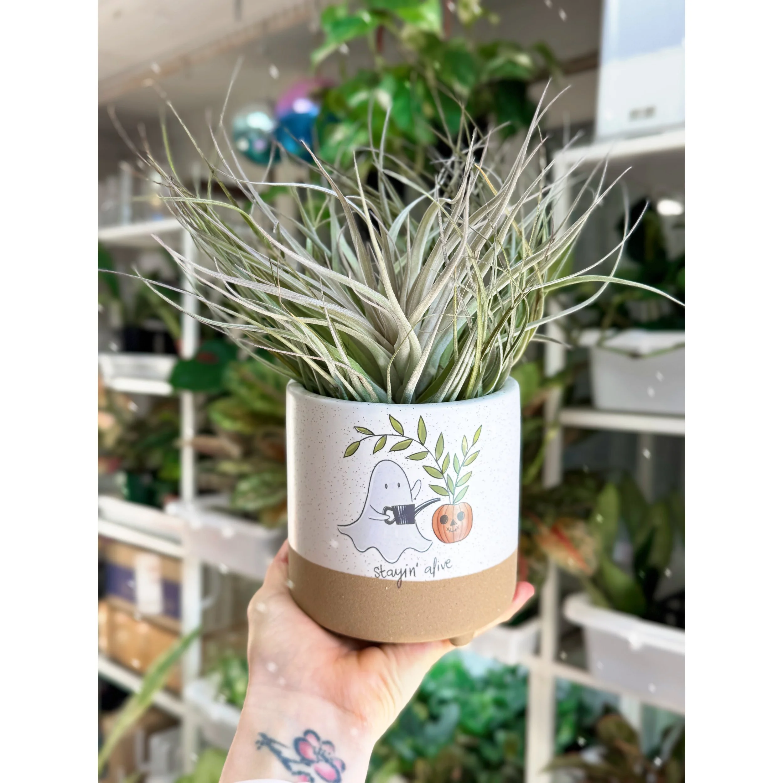 Tillandsia Houston - Air Plant in Ghost Pot