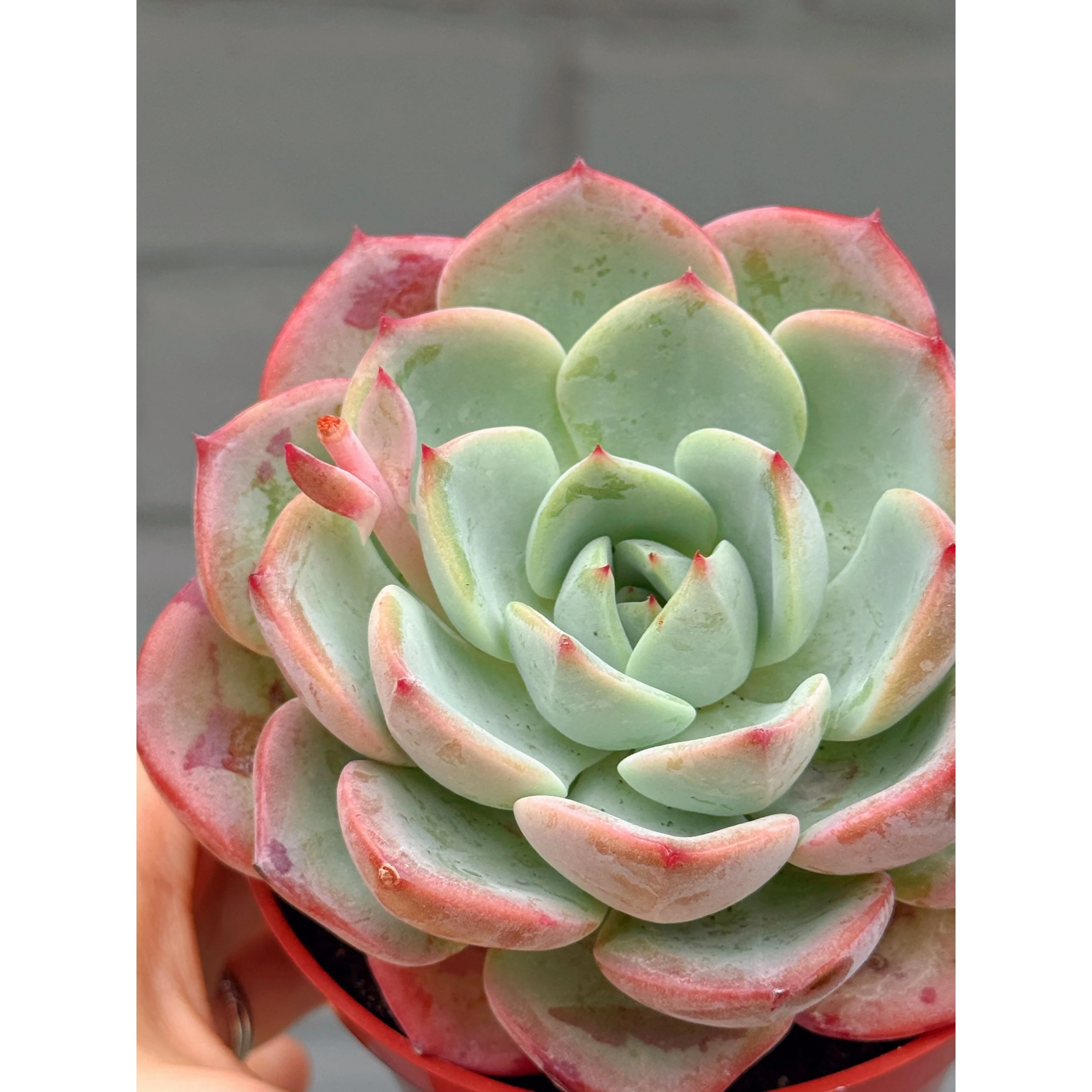 Echeveria 'Salmon'