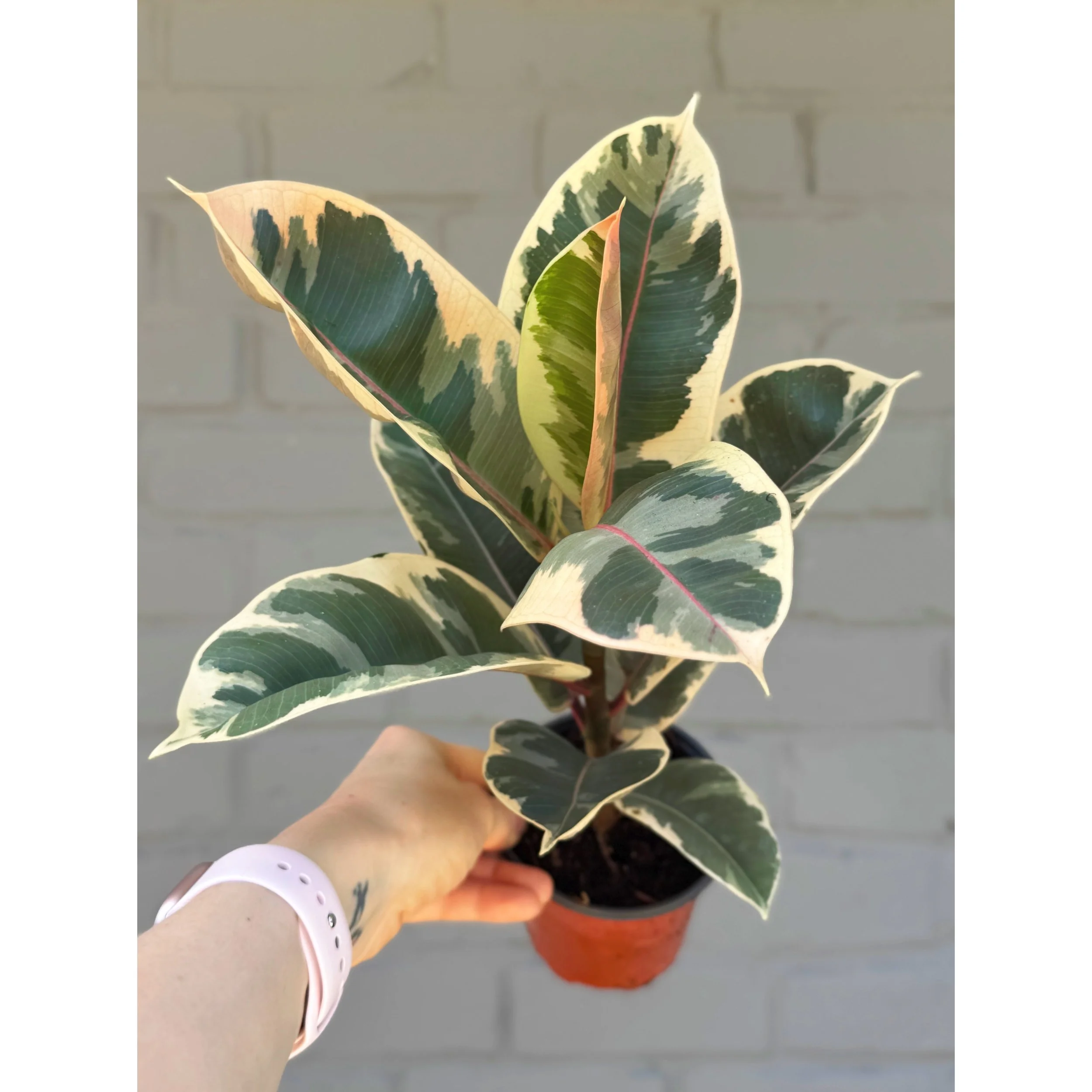 Ficus Elastica 'Tineke' Rubbertree 4"
