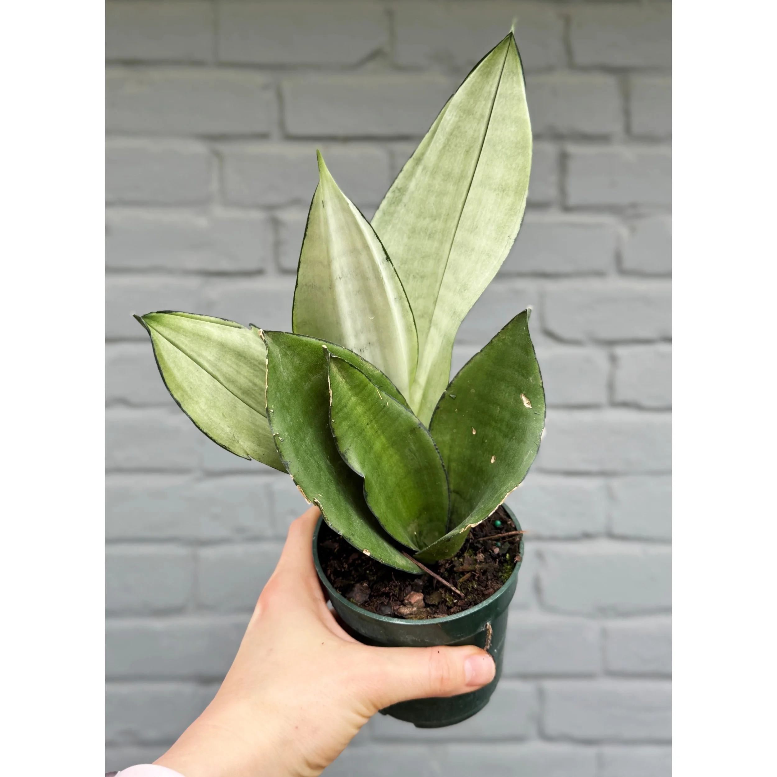 Sansevieria 'Moonshine' 4"