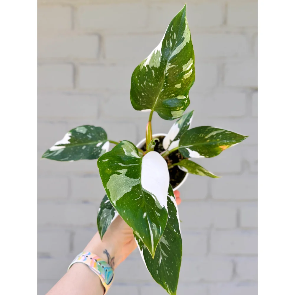 Philodendron White Princess 4"  Stayin' Alive Succulents