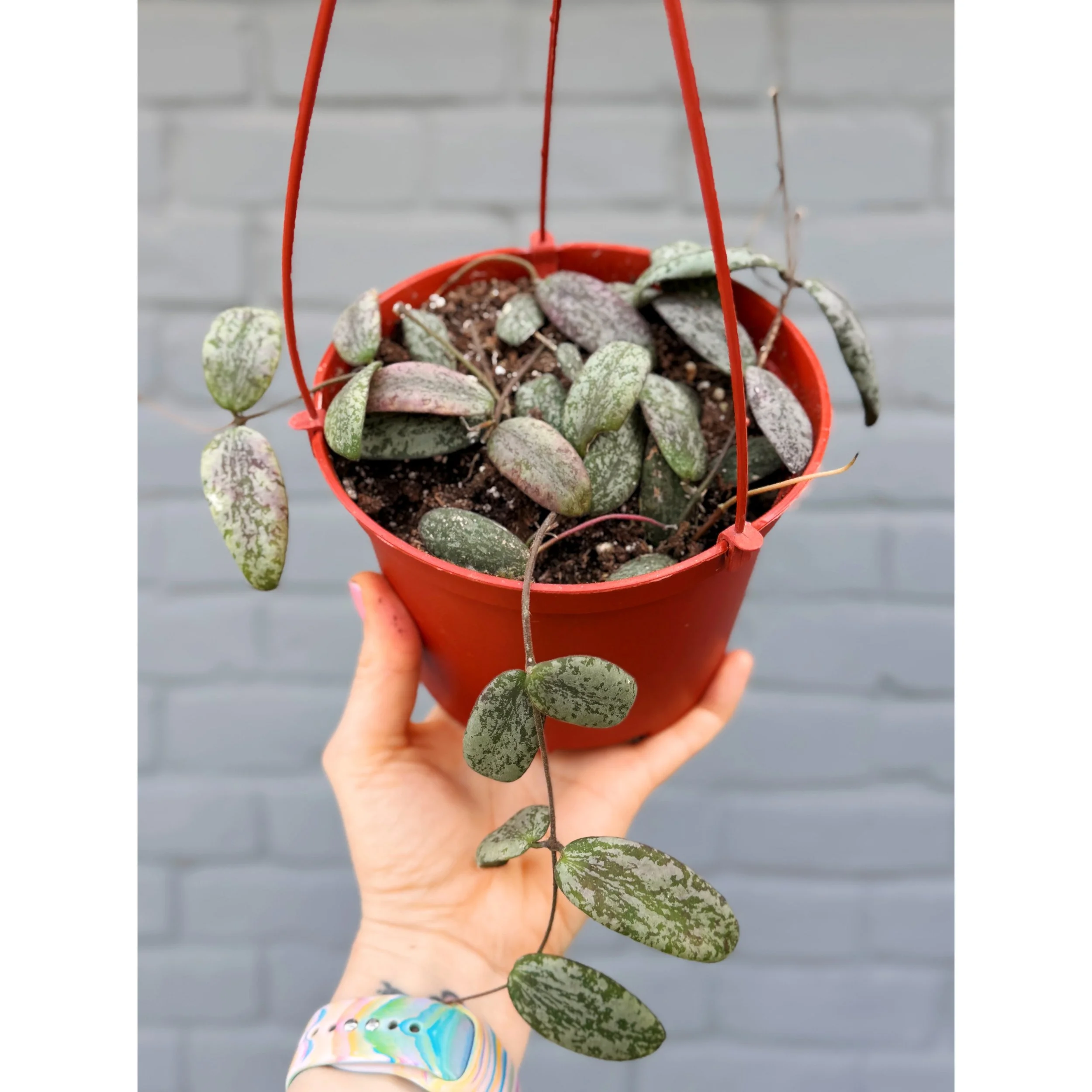 Hoya Sigillatis 'Round Form'