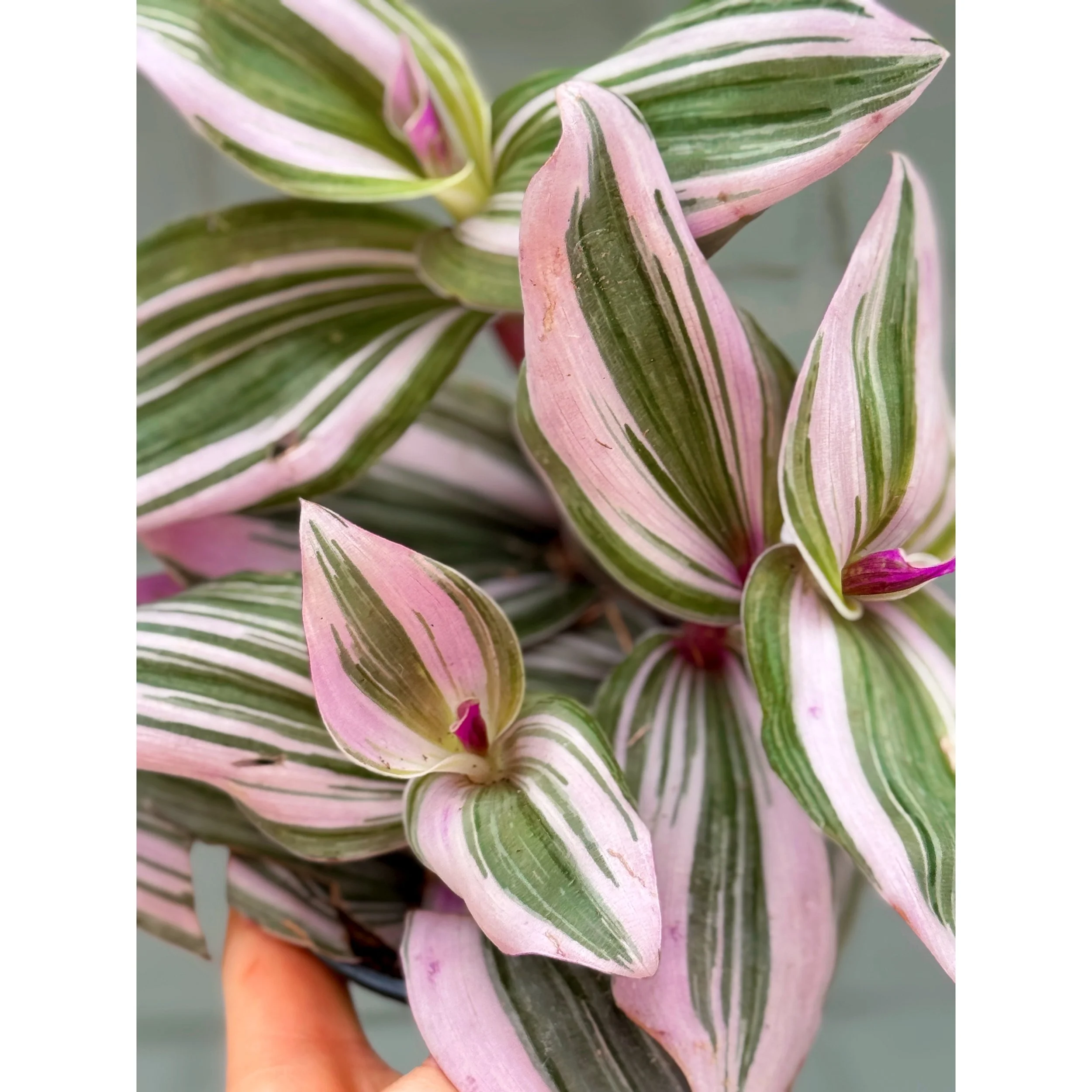 Tradescantia 'Nanouk'
