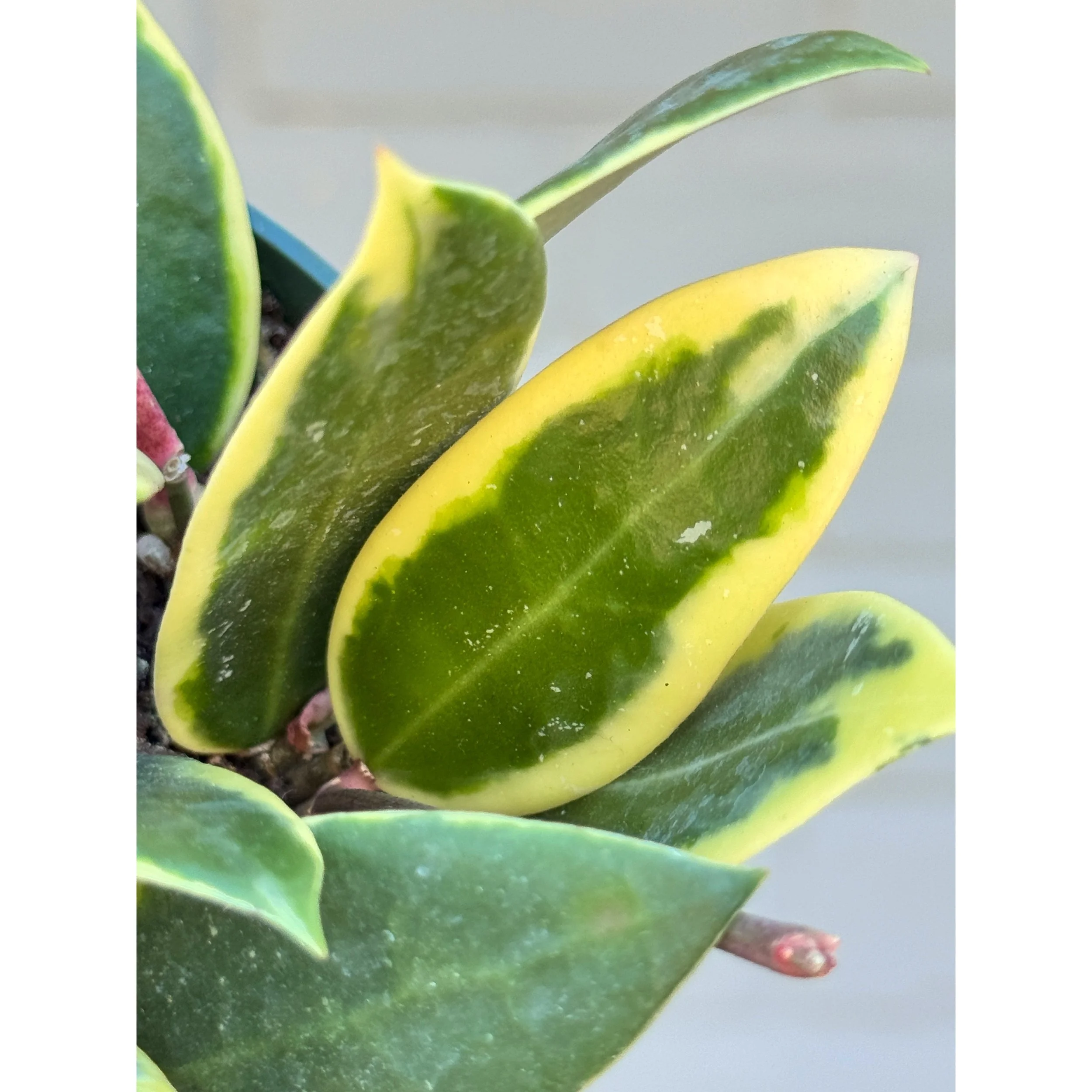 Hoya Acuta Albo (Outer Variegated)