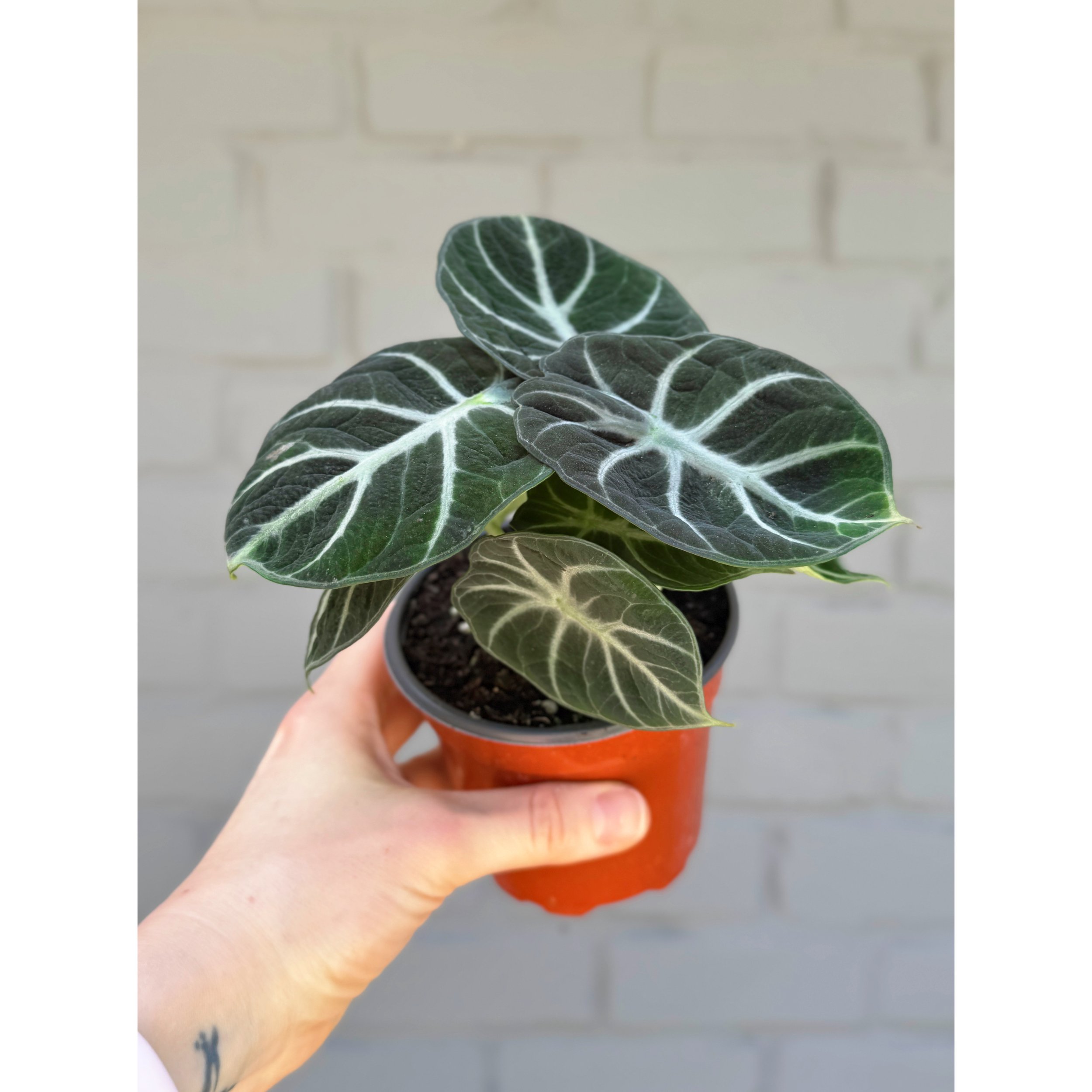 Alocasia 'Ninja'