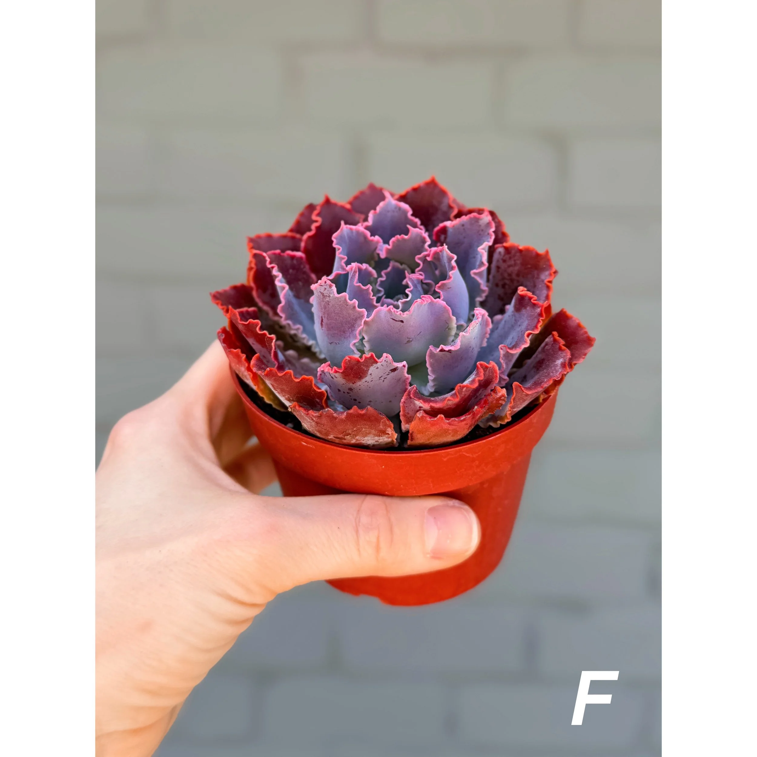 F - Echeveria Neon Breaker