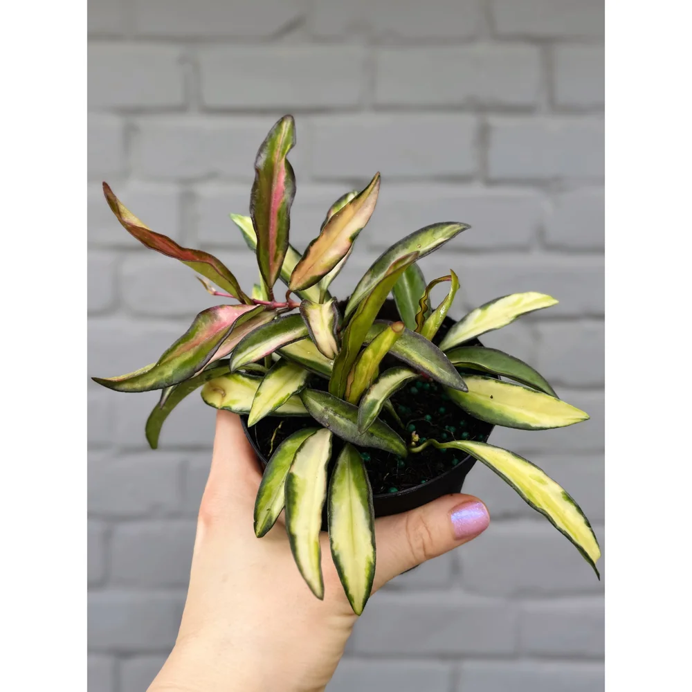hoya wayetii tricolor | vendita piante hoya online