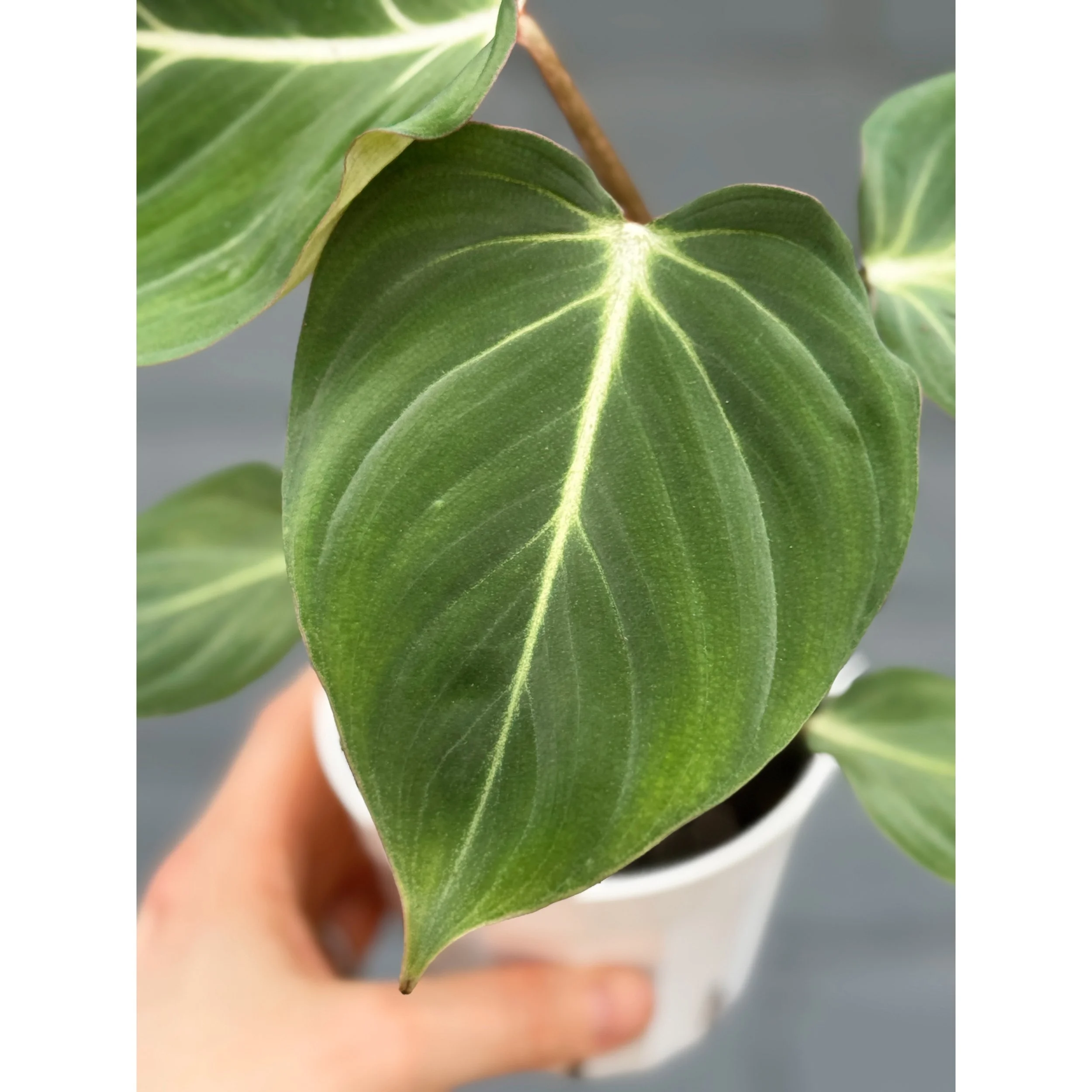 Philodendron 'Gloriosum'