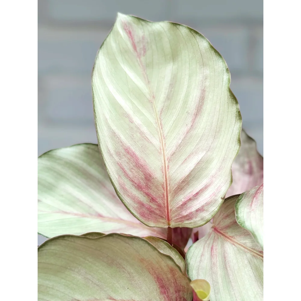 Calathea Silver Plate/Pink Aurora 6"  Stayin' Alive Succulents