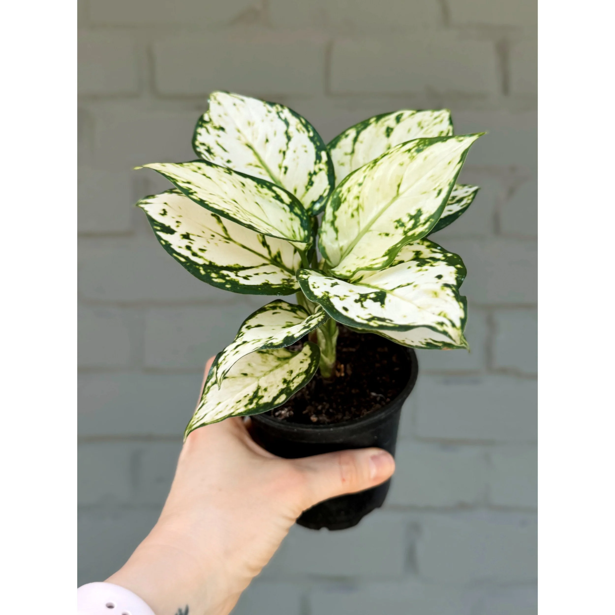 Aglaonema Hybrid 'White Pearl'