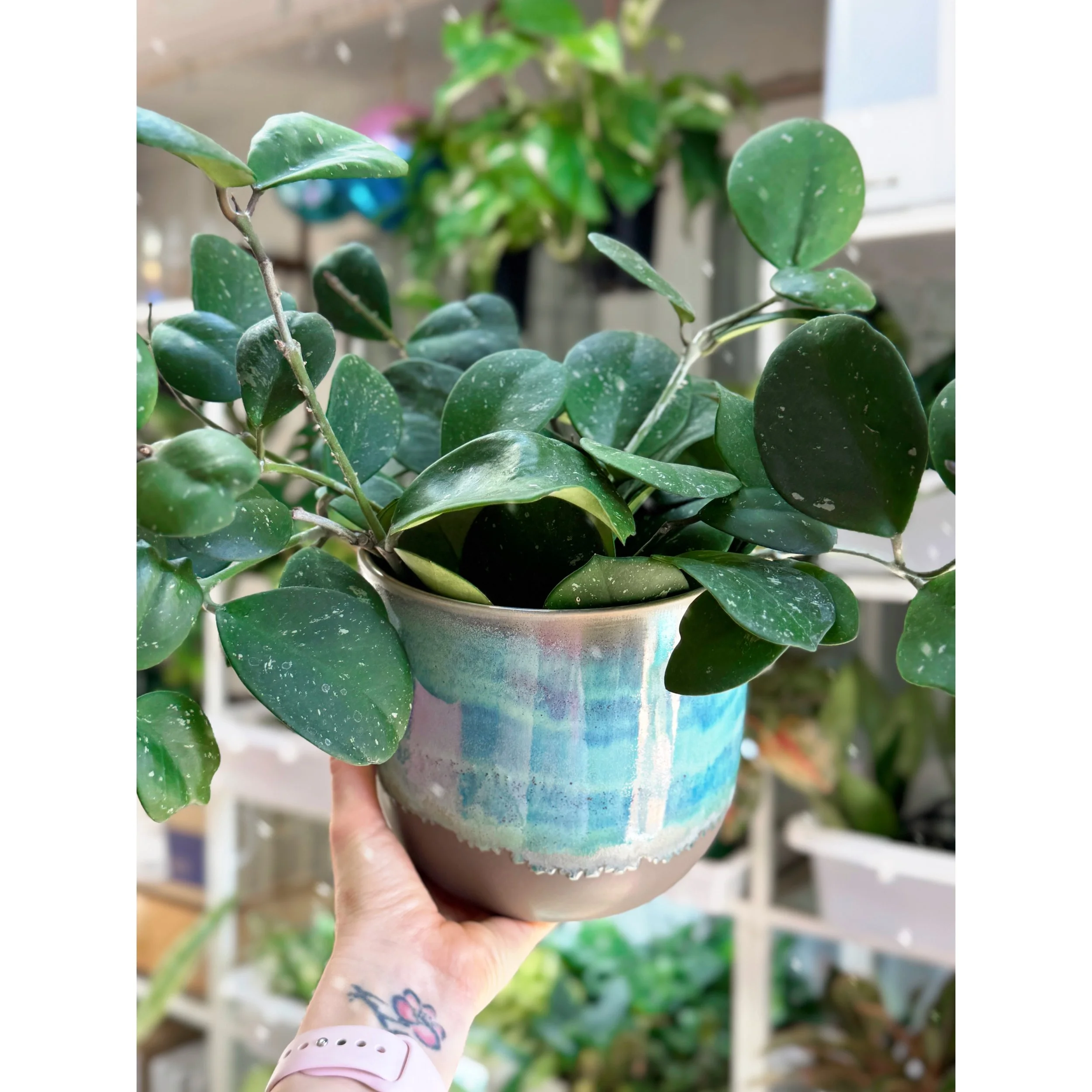 Hoya Obovata in Teal Caribe Pot