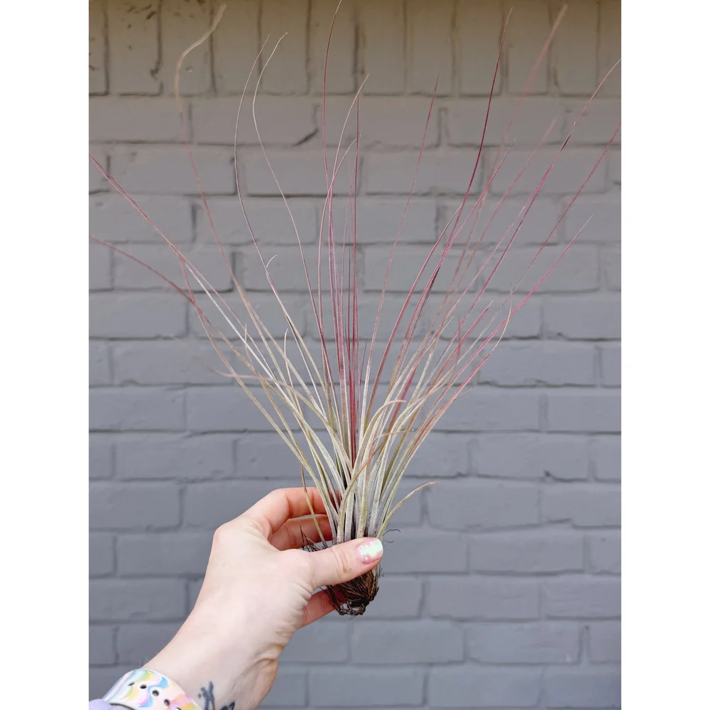 Tillandsia Juncea - Air Plant  Stayin' Alive Succulents