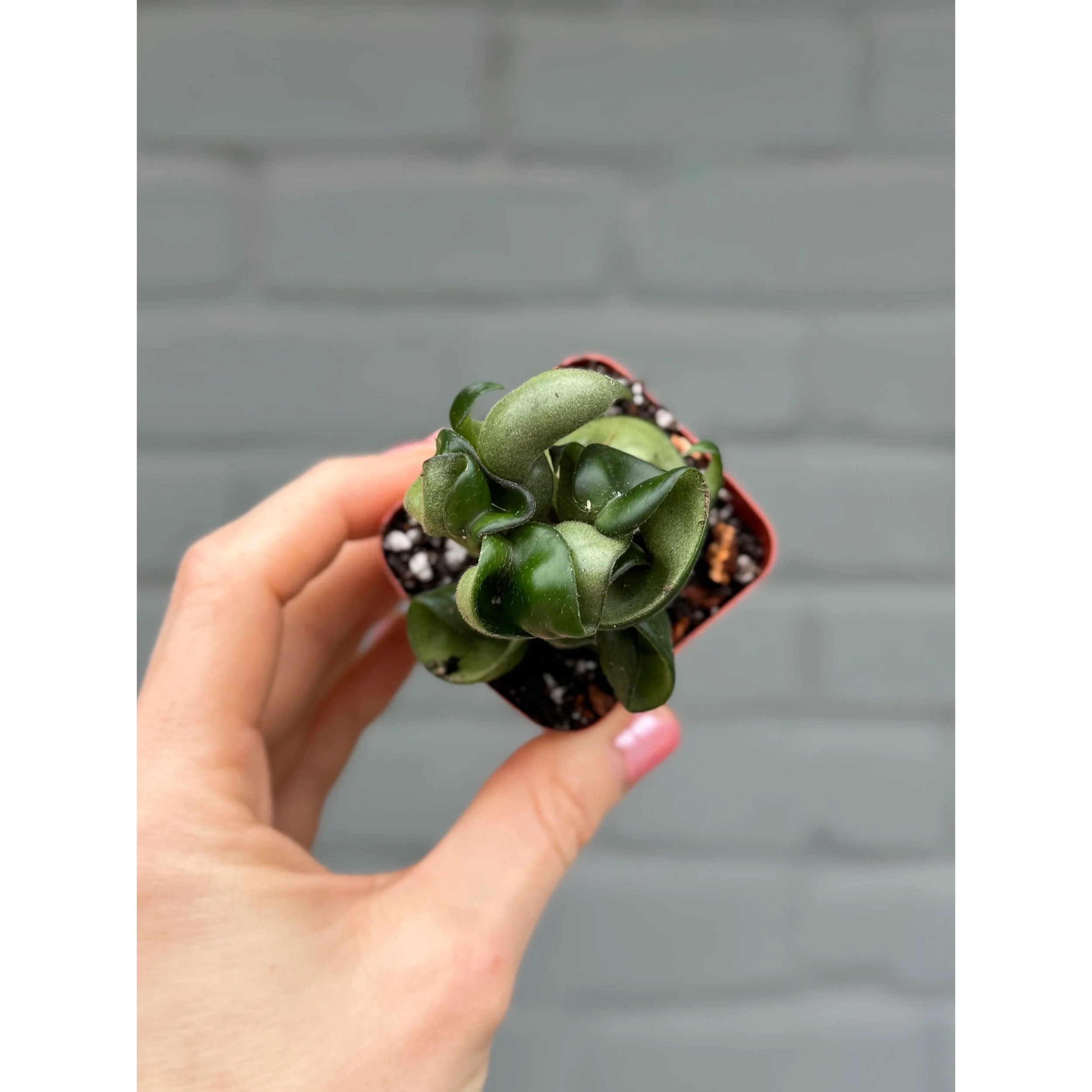 Hoya Carnosa Compacta 'Hindu Rope'