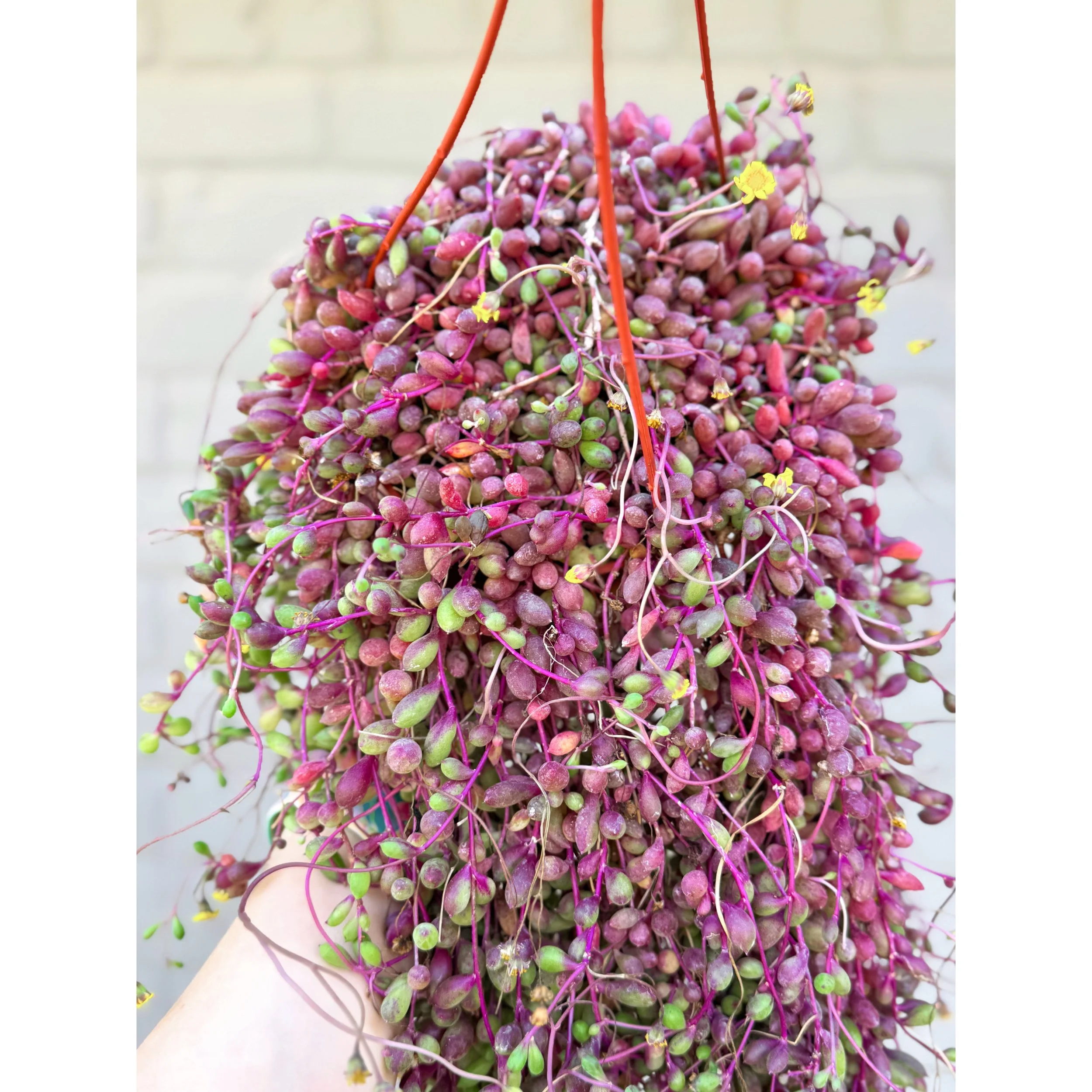 Othonna Capensis 'Ruby Necklace' 6" HB XL