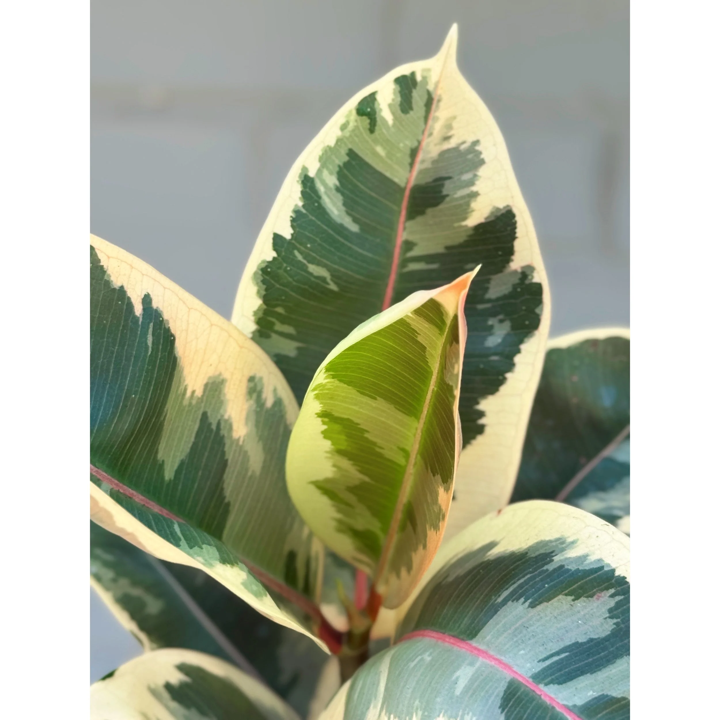 Ficus Elastica 'Tineke' Rubbertree