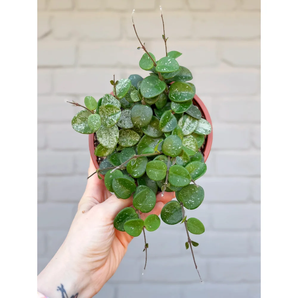 Hoya Mathilde (Carnosa x Serpens Hybrid) 6