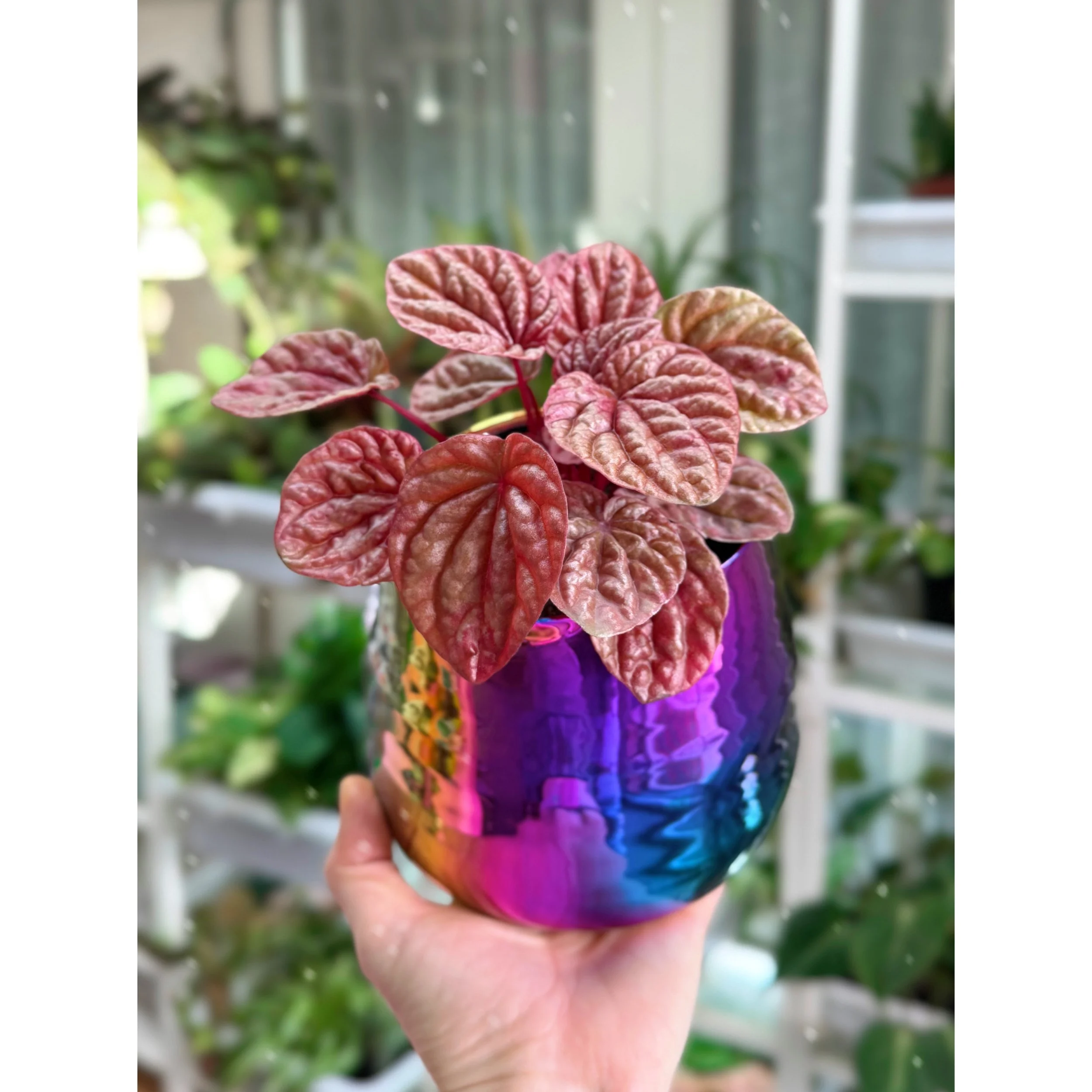 Peperomia Caperata 'Quito' in Tegan Metallic Rainbow Pot
