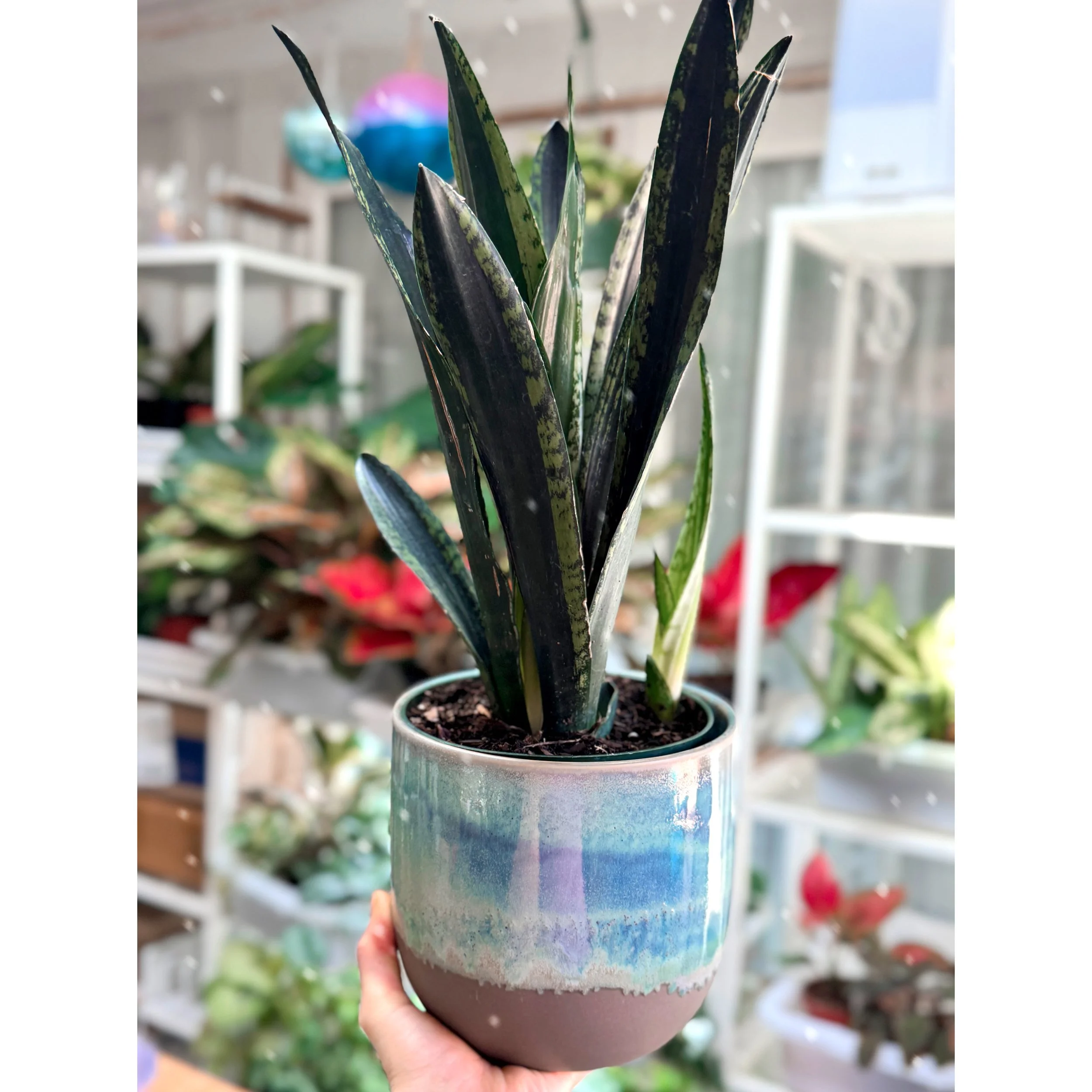 Sansevieria 'Crystal Flame' in Caribe Teal Glazed Pot