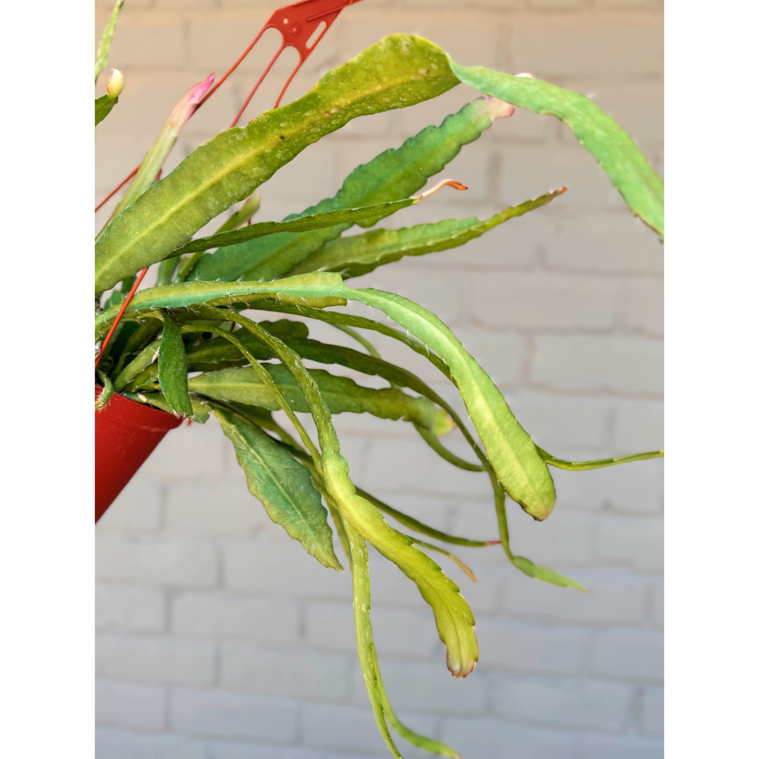Epiphyllum Disocactus Ackermannii 'Orchid Cactus'
