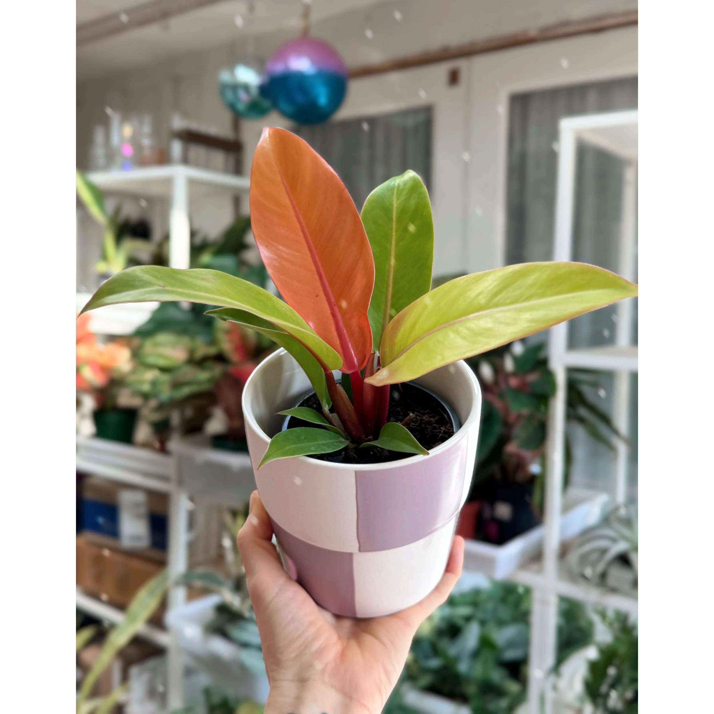 Philodendron 'Prince of Orange' in Lilac Check Pot