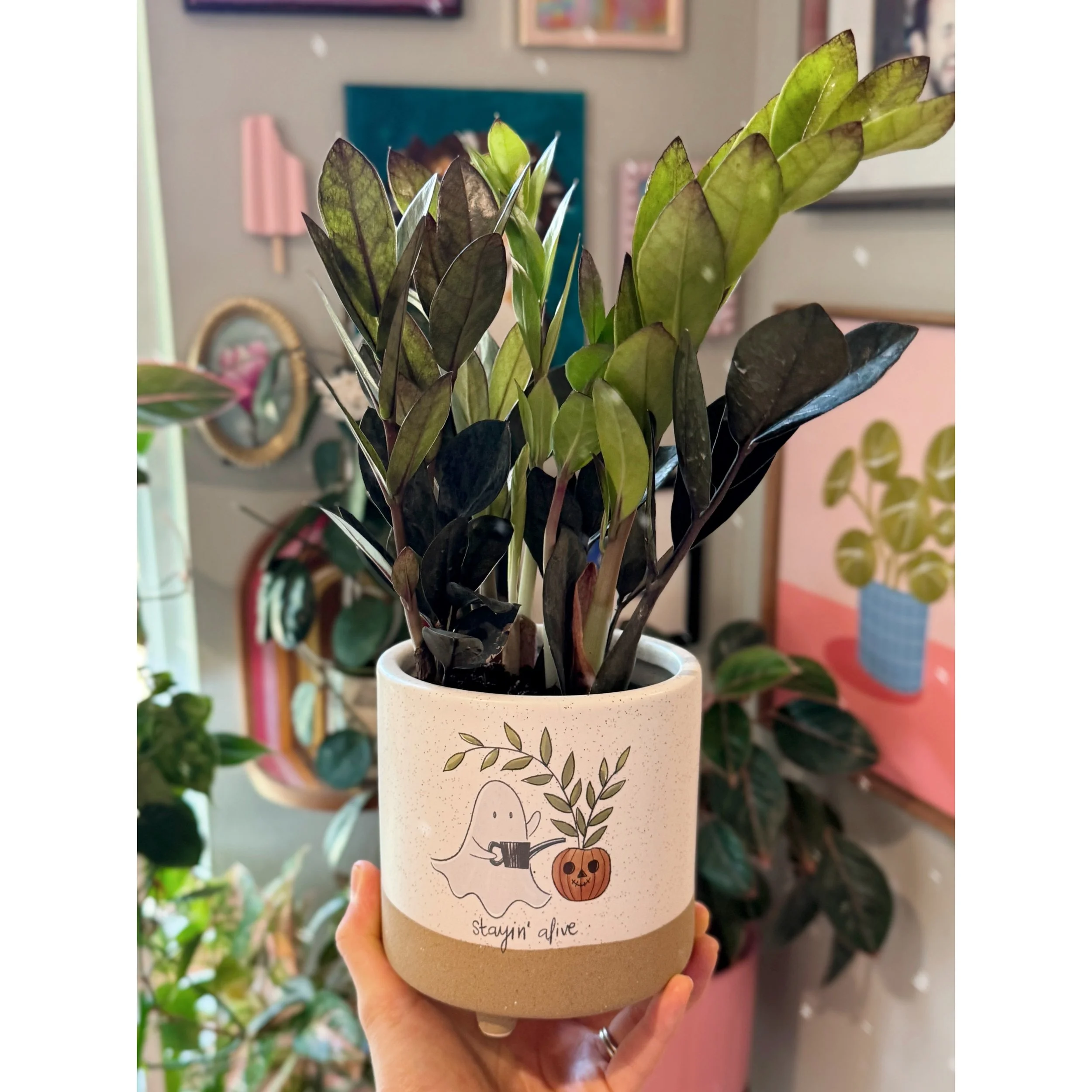 Raven ZZ Plant 'Black Queen' in Stayin Alive Ghost Pot