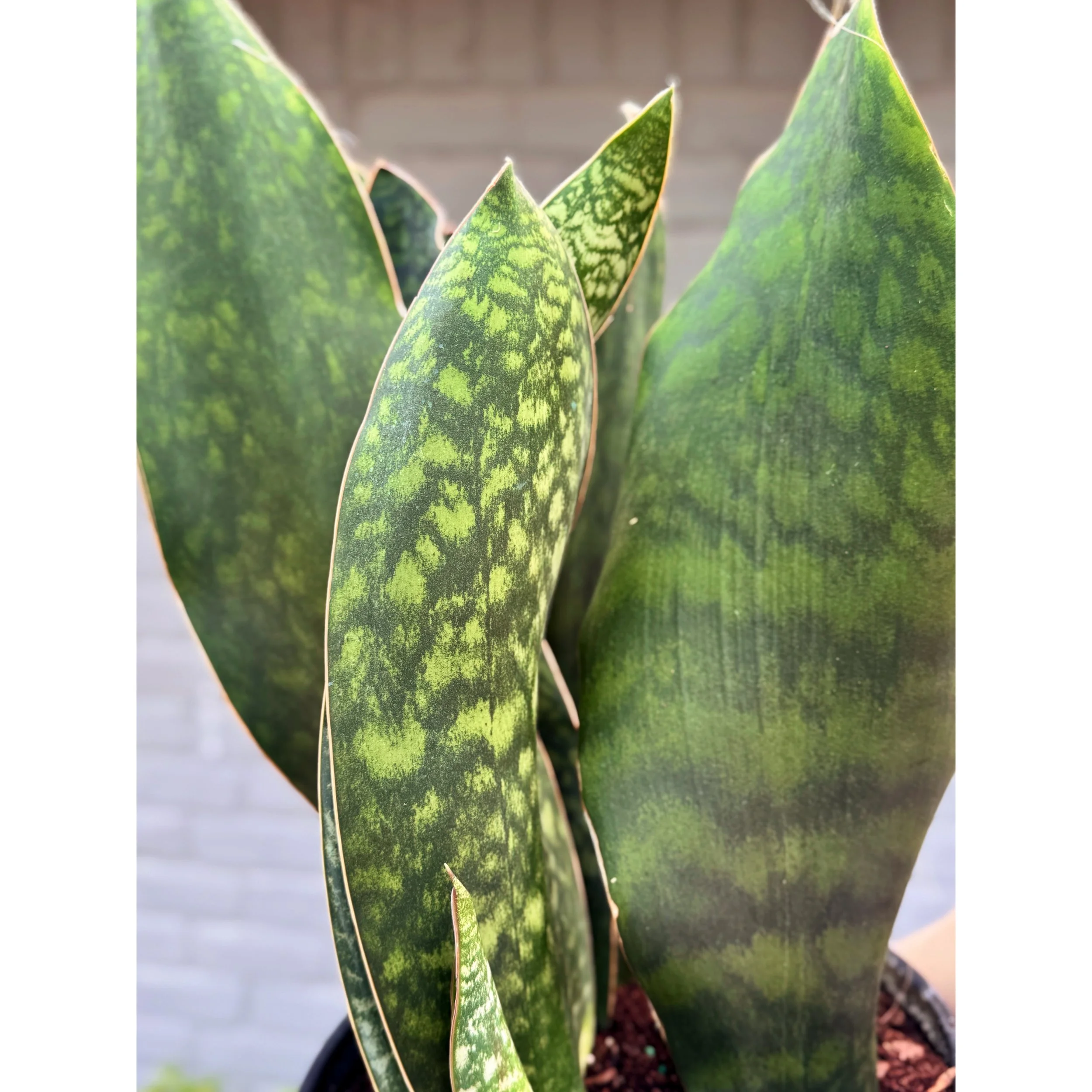 Sansevieria Masoniana 'Whale Fin'