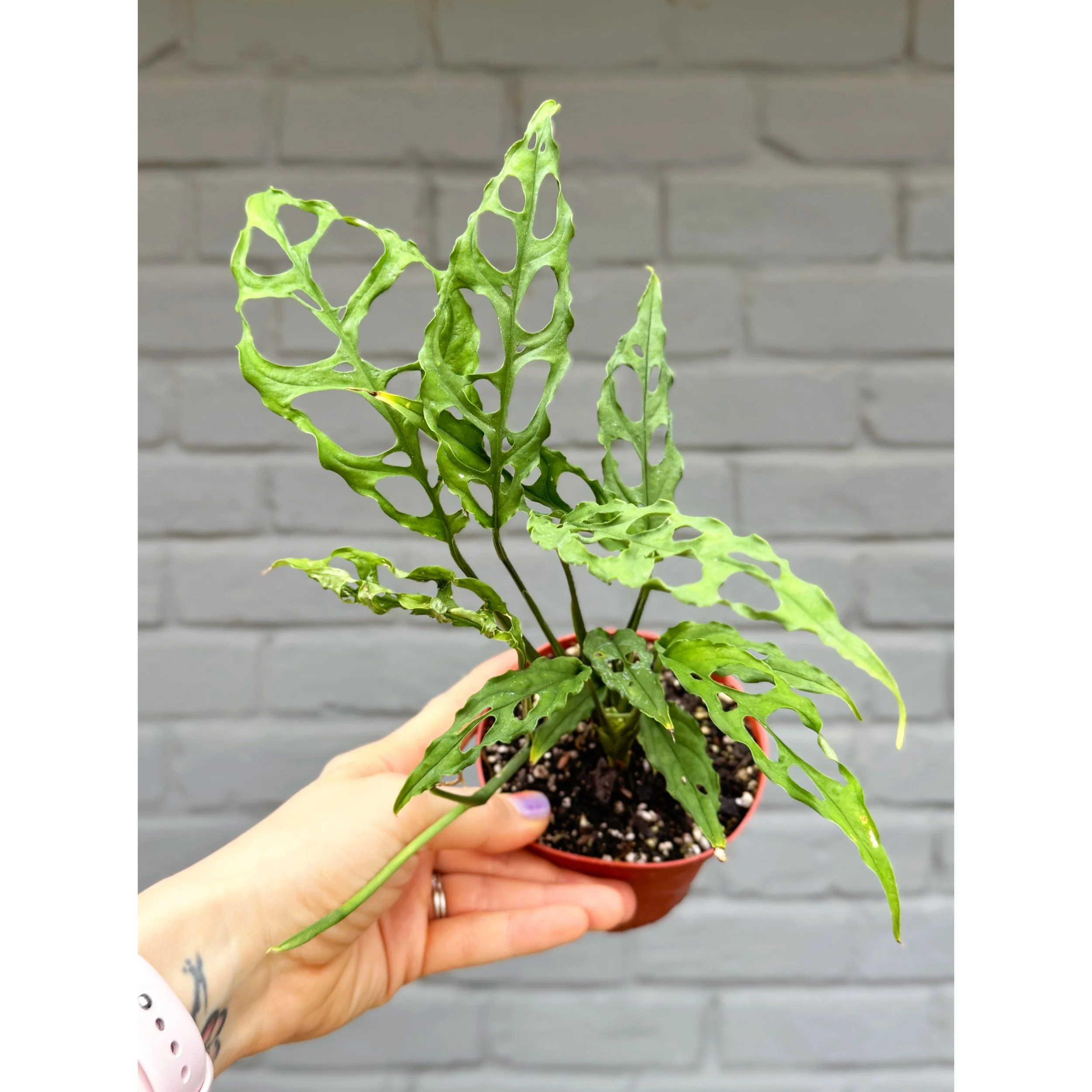 Monstera Obliqua 'Peru'