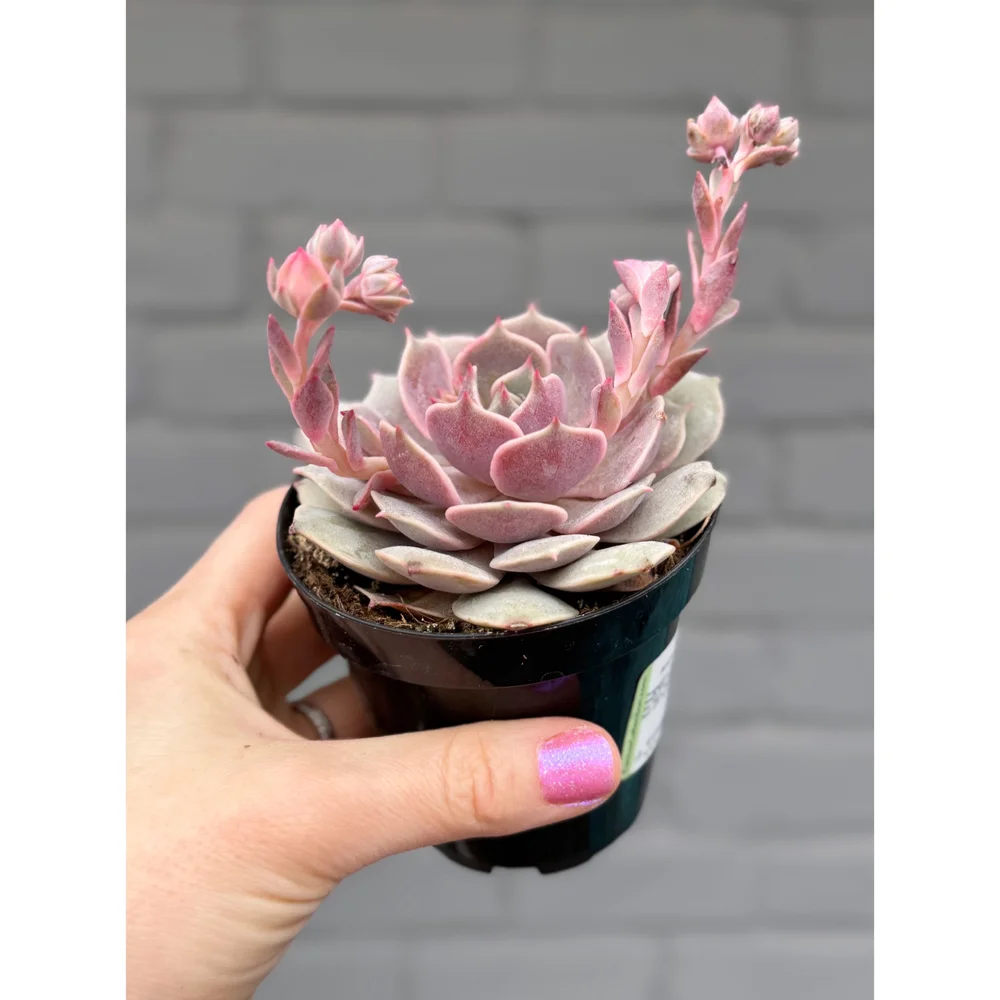 succulent plant fertilizer Miracle-Gro Succulent Plant Food
