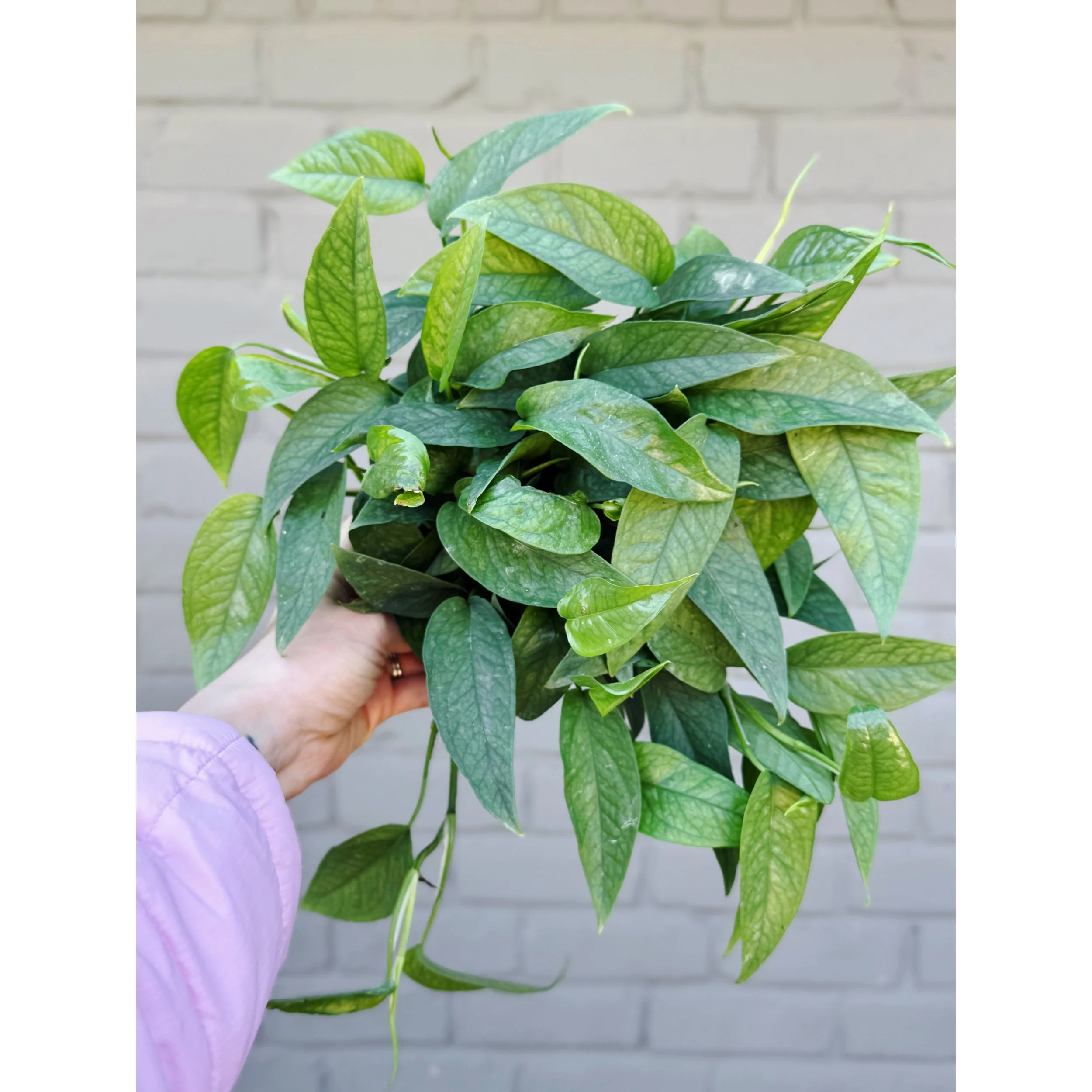 Cebu Blue Pothos 6"