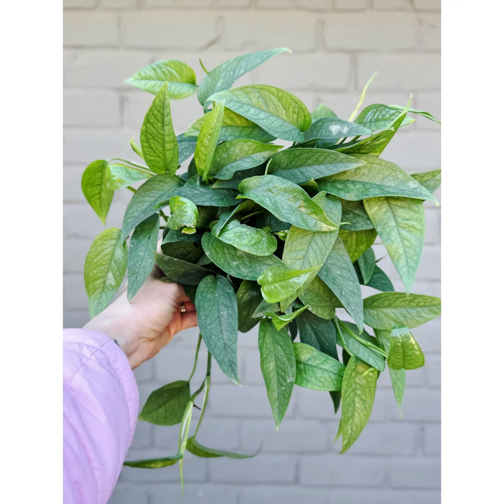 fungicide spray for plants Monterey Liqui-Cop Fungicide main image 0