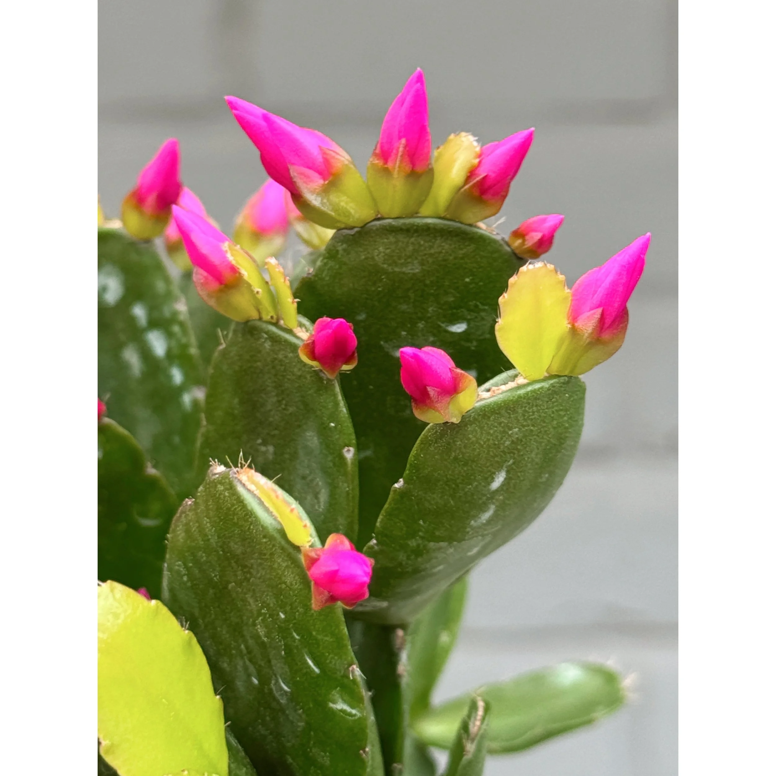 Hot Pink Spring Cactus