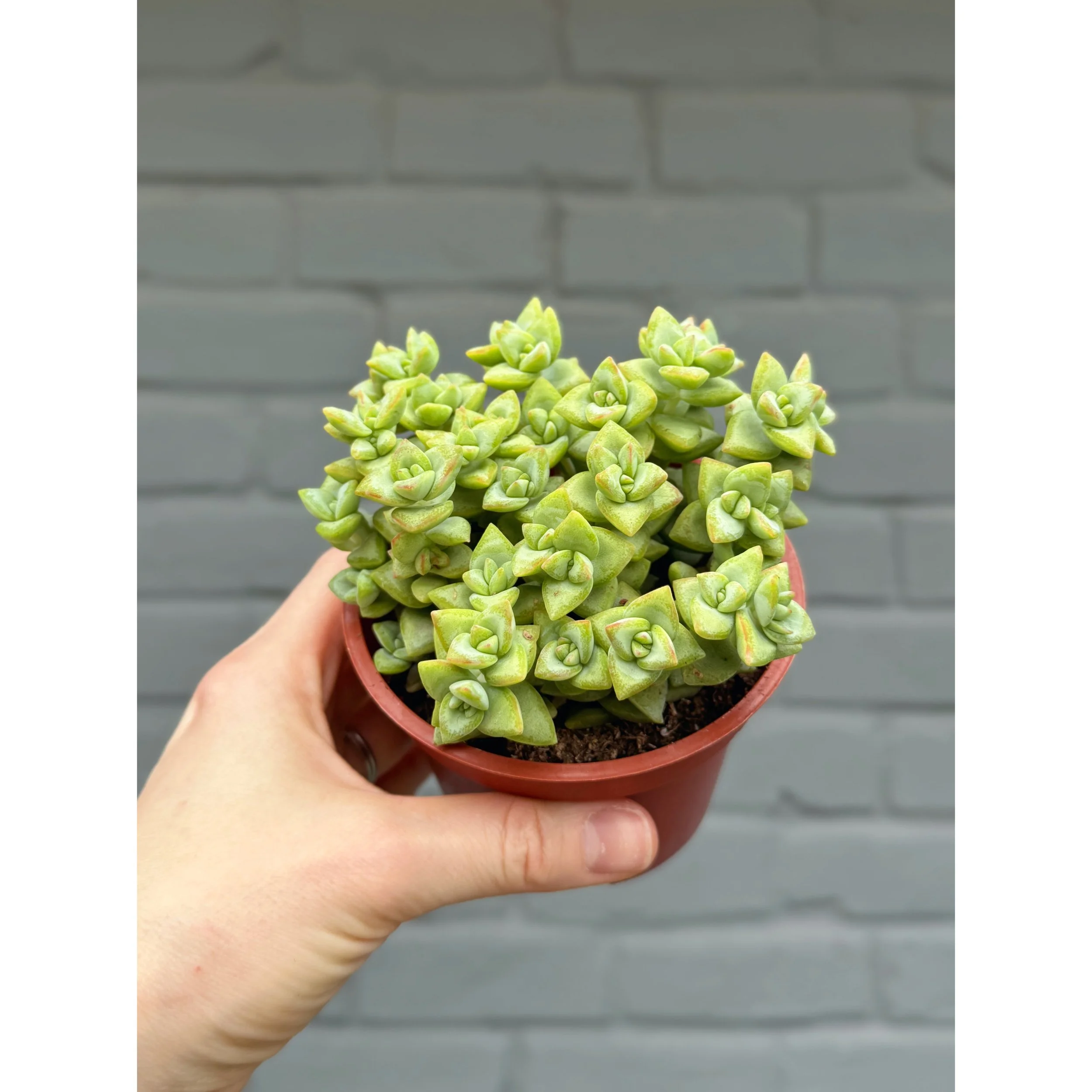 Crassula Rupestris 'Rosary Vine' 4"