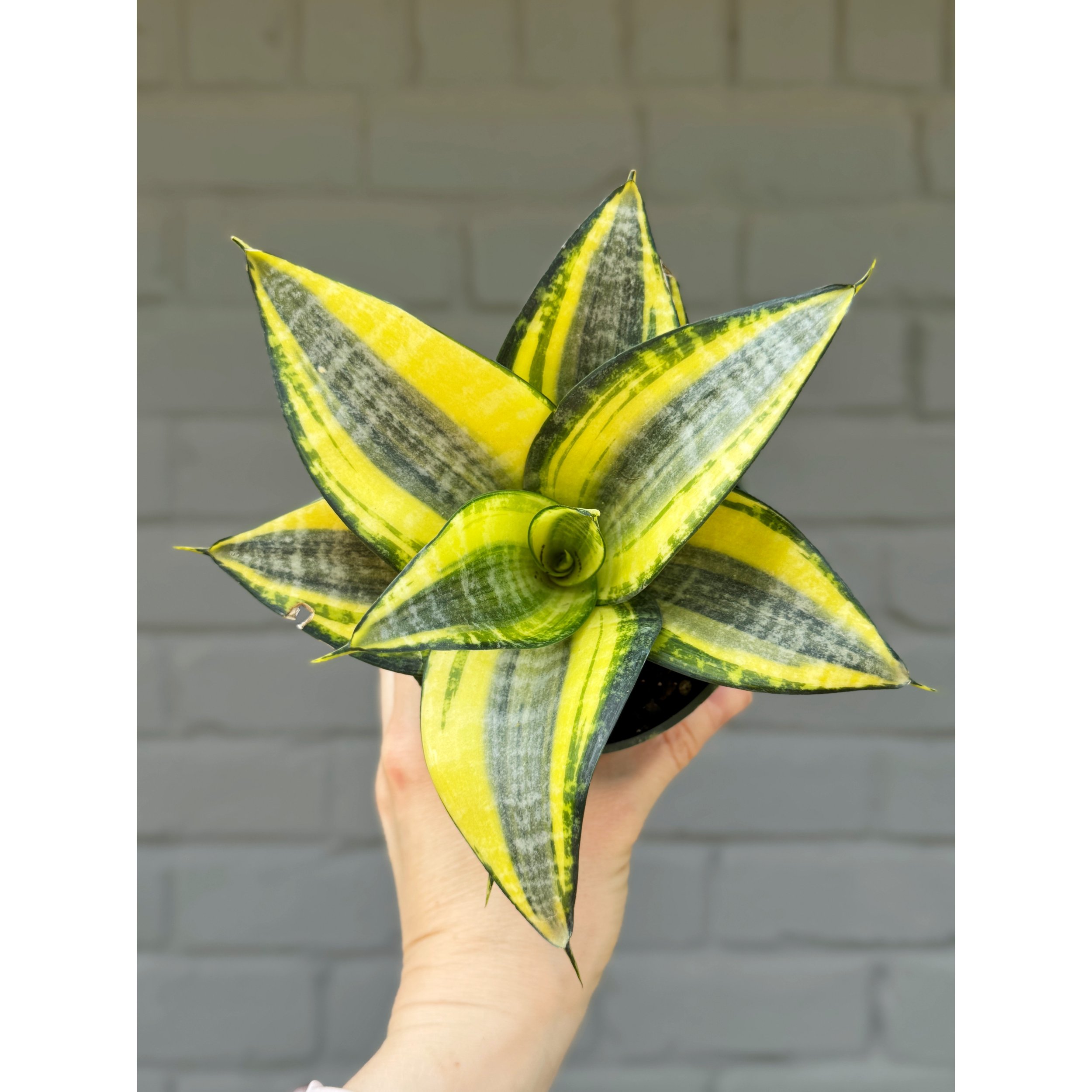 Sansevieria 'Sunny Star'