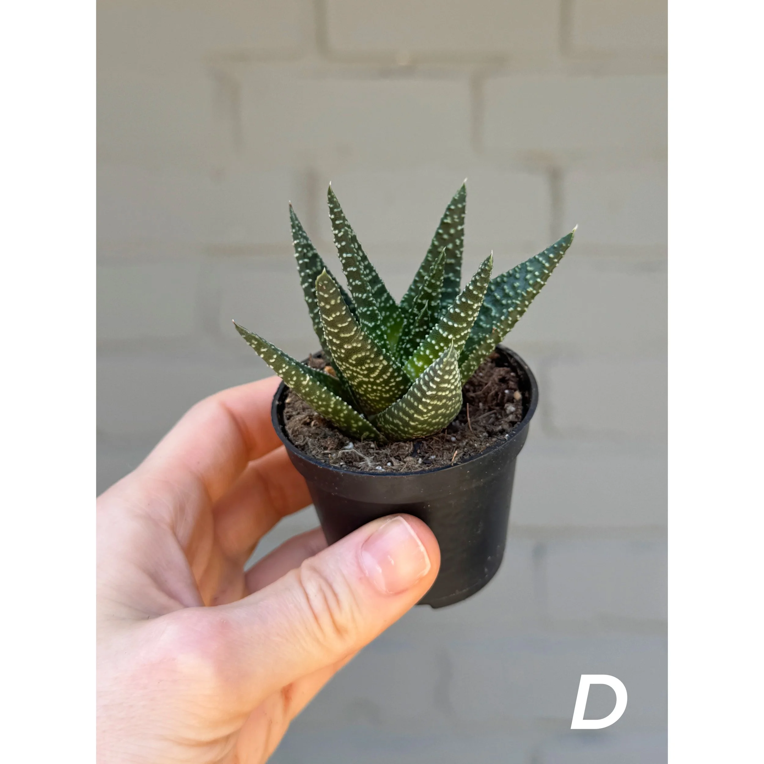 Gasteraloe Royal Highness D