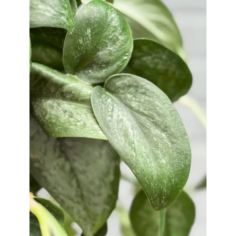 Scindapsus Pictus 'Silver Splash' 8